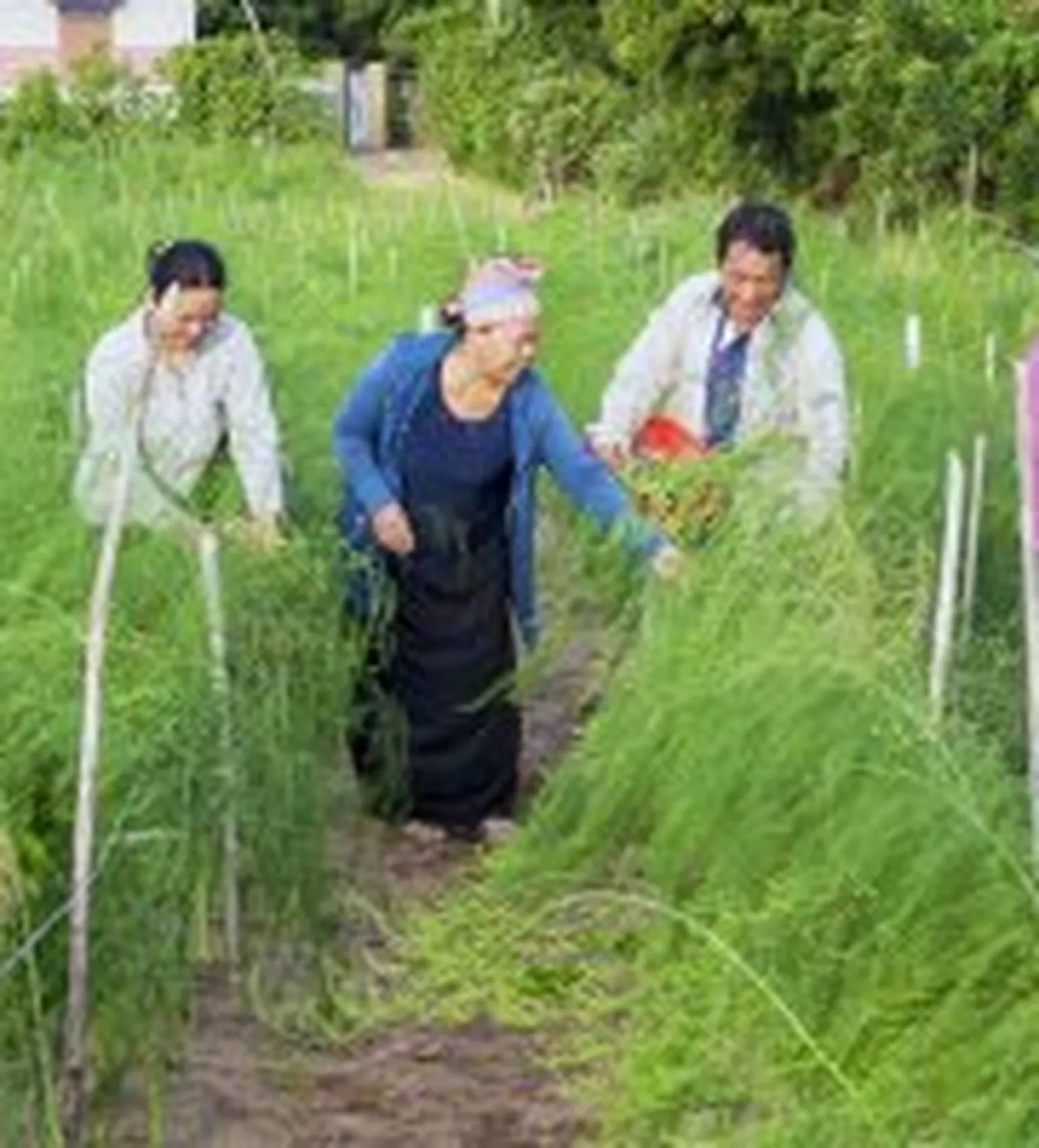 Group of people working in field