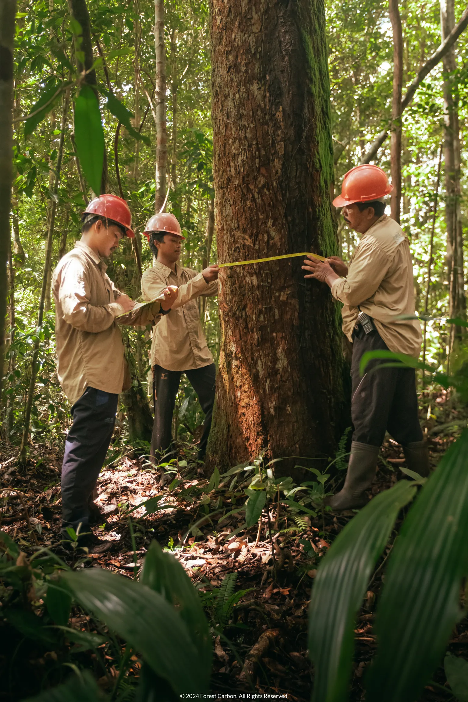 Forest Carbon work - DFCD partner