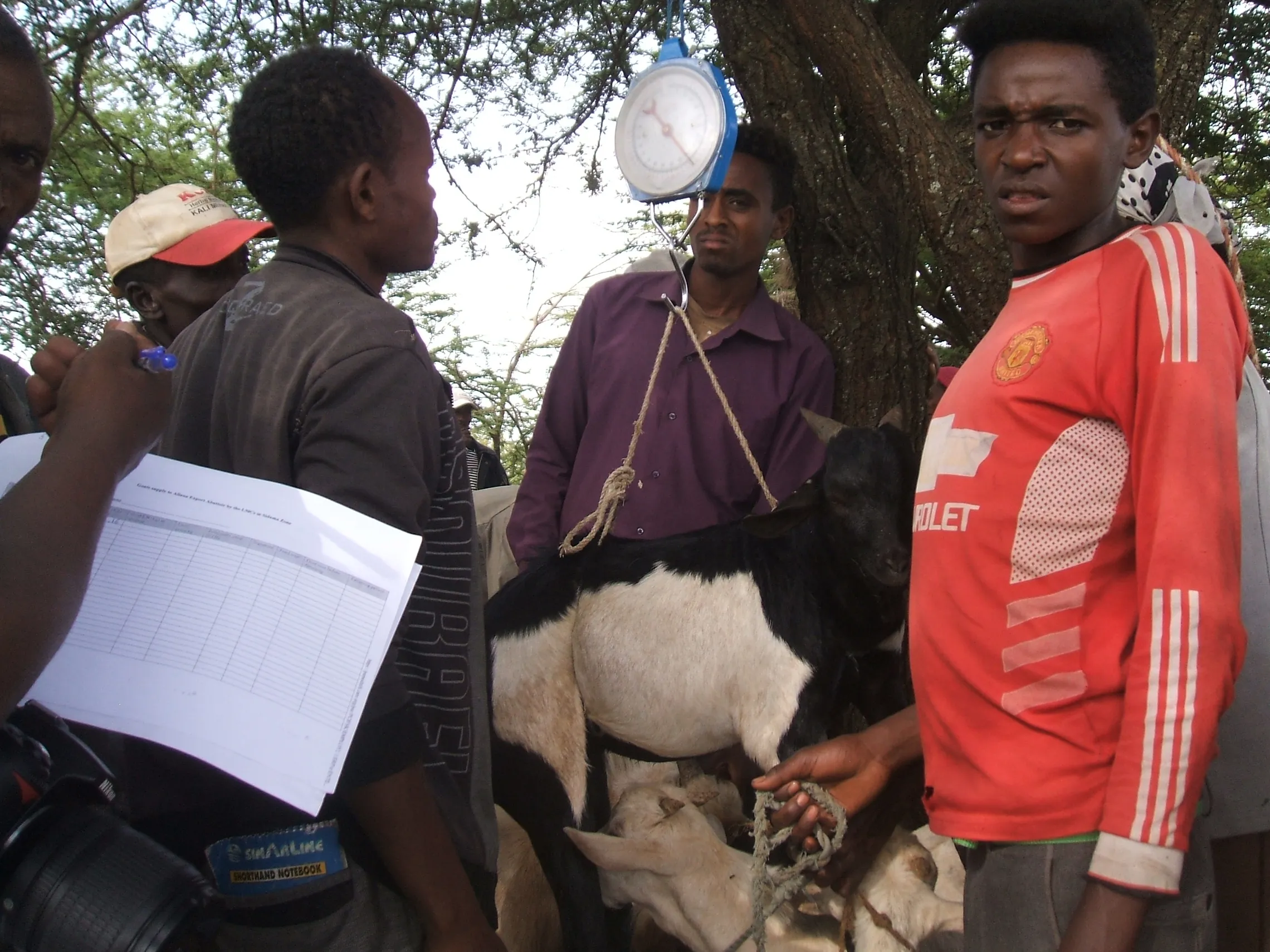Smallholder farmers started to sell their shoats on weight basis