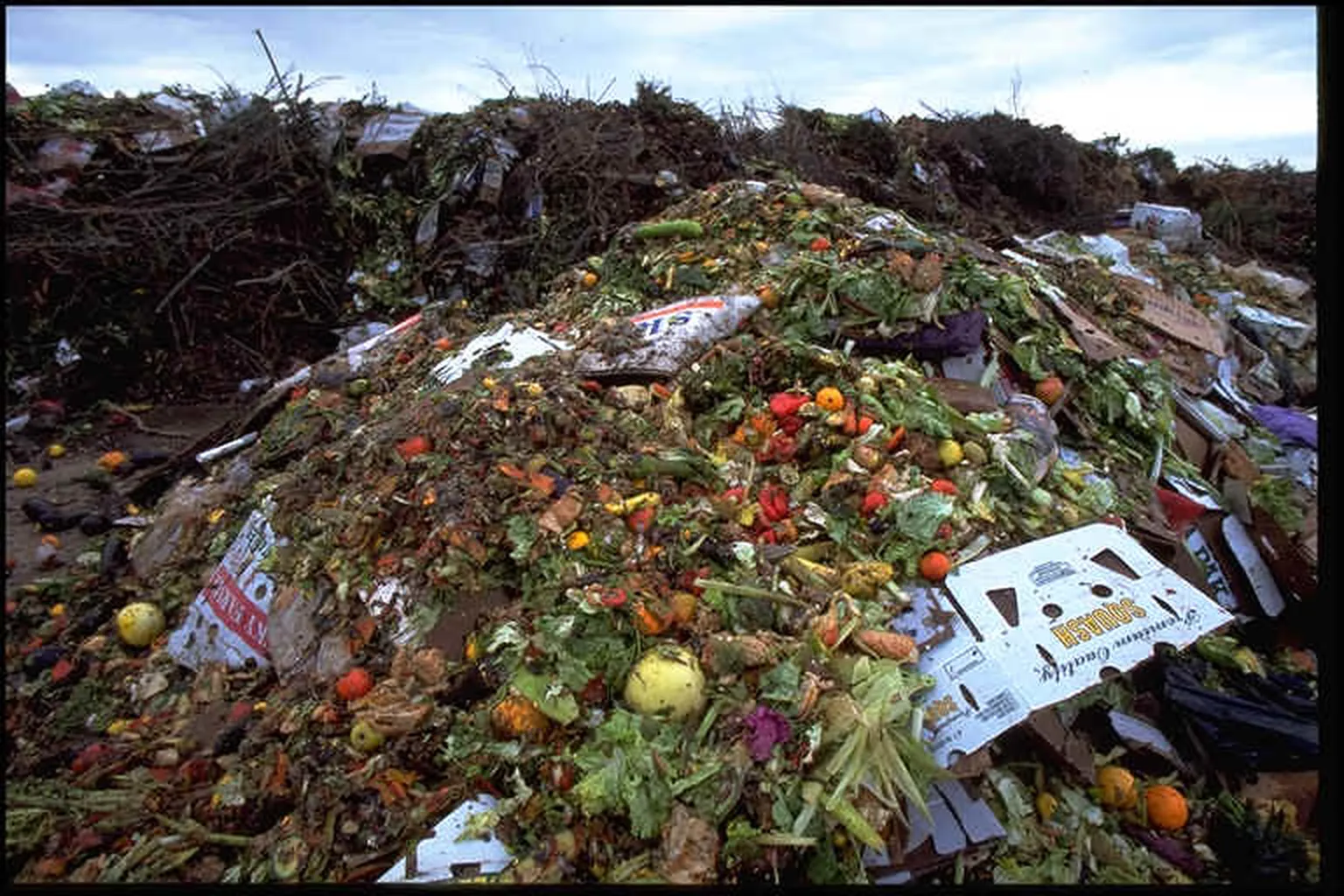 Root to stem, turning waste to worth