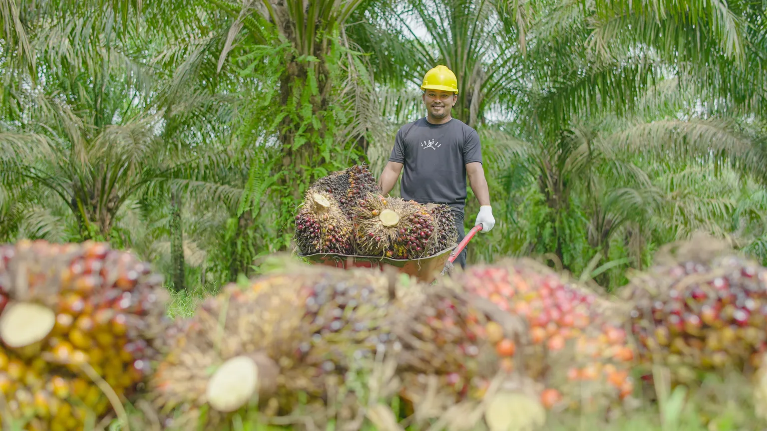 Palm oil farmer