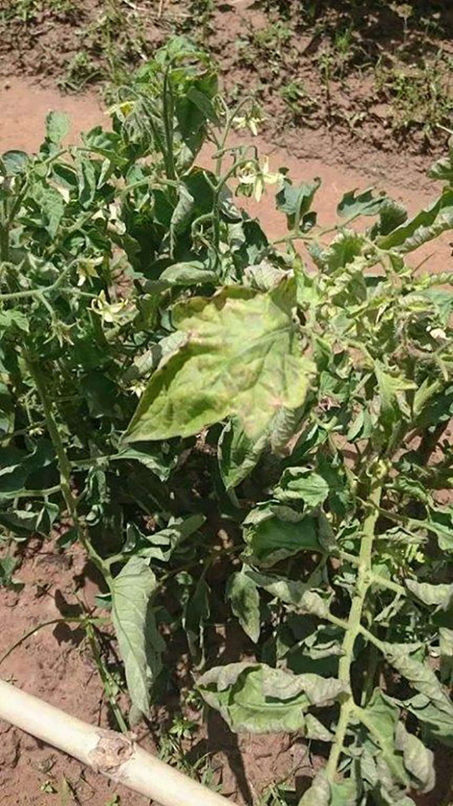 A tomato plant affected by wilt