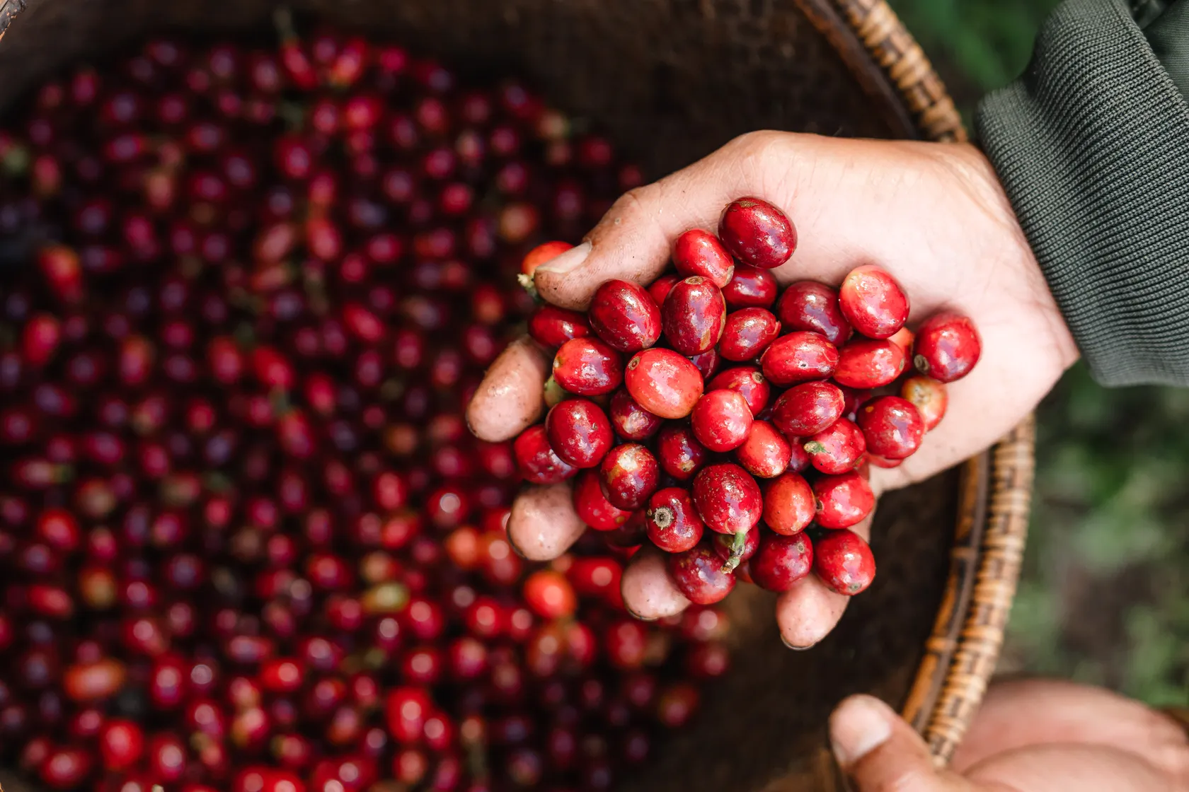 Hand holding fresh red coffee cherries over a basket filled with more cherries.