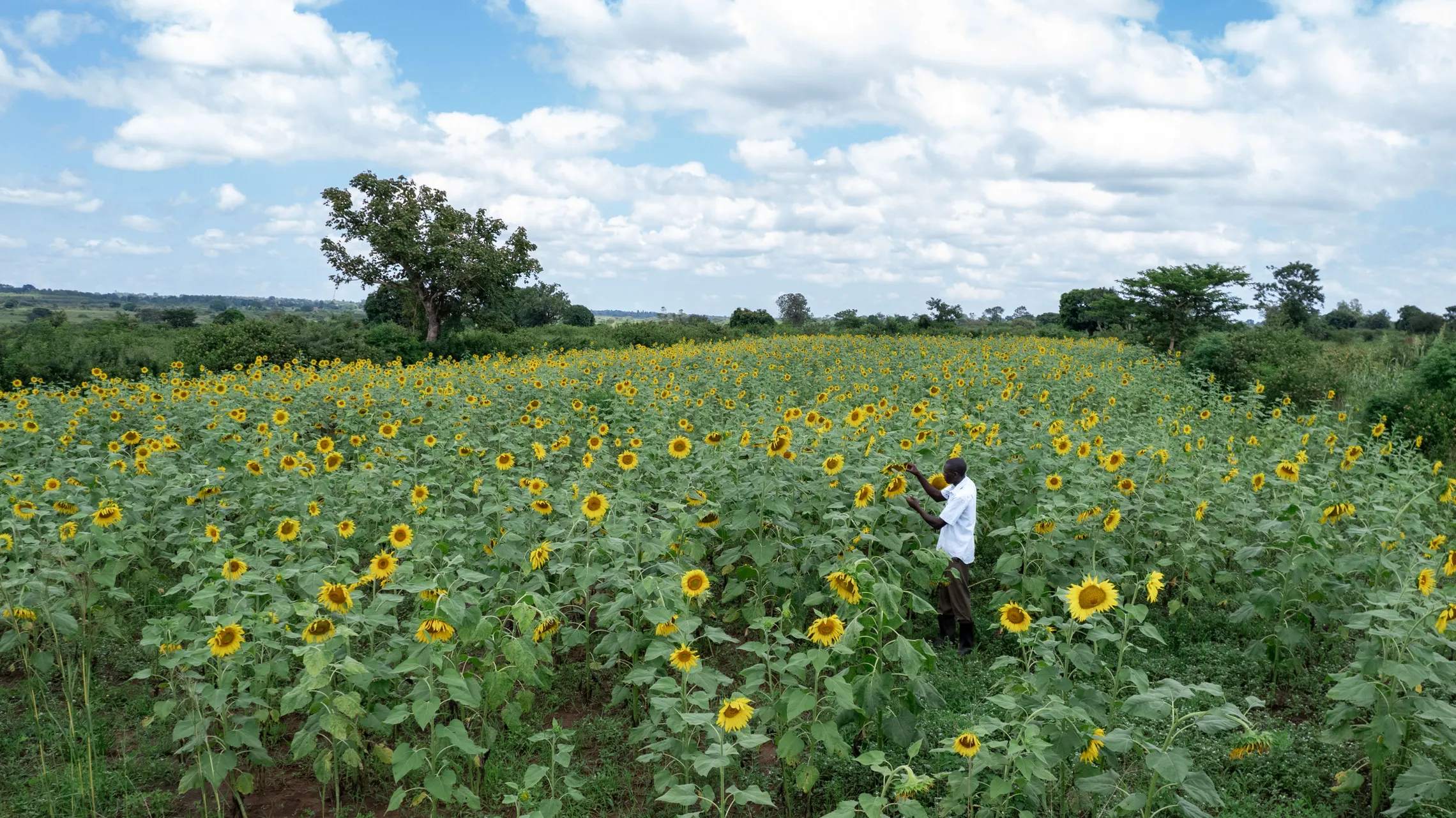 Sunflower farm in Uganda