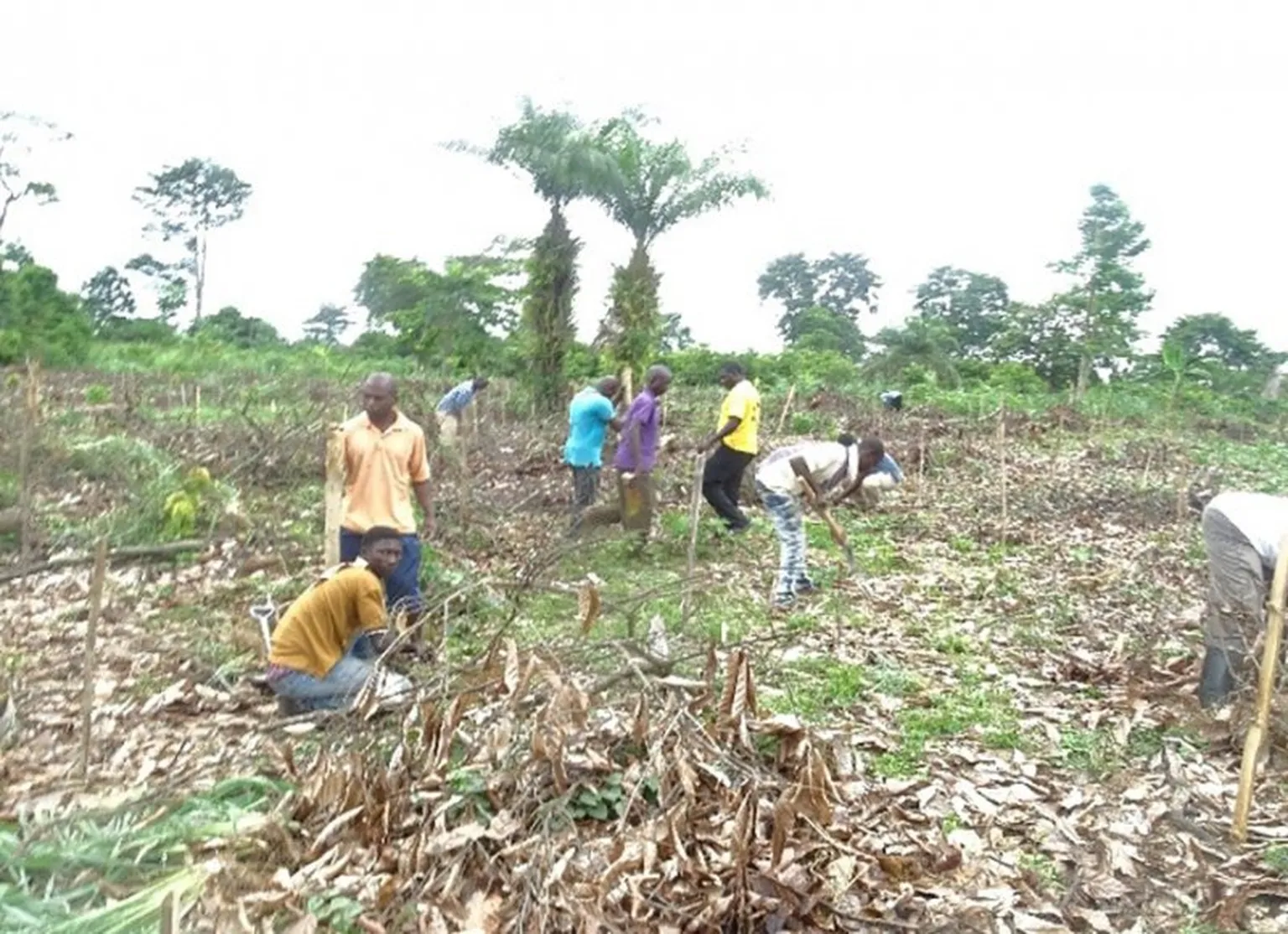 Replanting of the cleared field