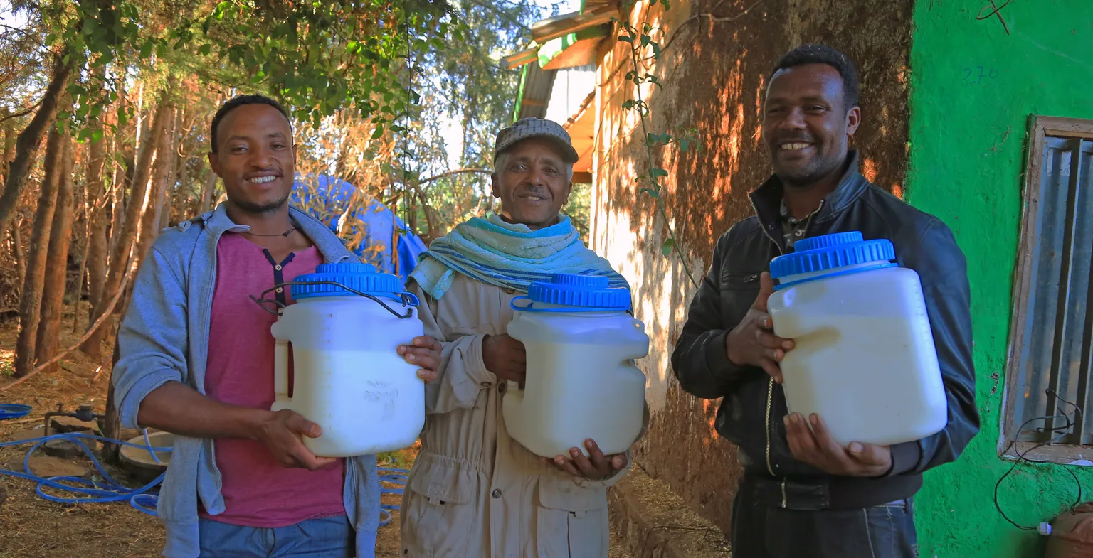 The EDGET project, which has a duration of five years (2013-2017) and it is funded by the Embassy of Kingdom of the Netherlands, involves 51 districts of Amhara, Oromia and SNNP regions. The project distributed 40 tonnes of forage seed, 21.8 million cutting/splits, and 100,000 milking and transportation can (MTS) to 65,000 targeted and 35,000 non-targeted households. The project trained 1,500 dairy extension service providers, linked dairy farmers with agro-input dealers, and supported the enhancement as