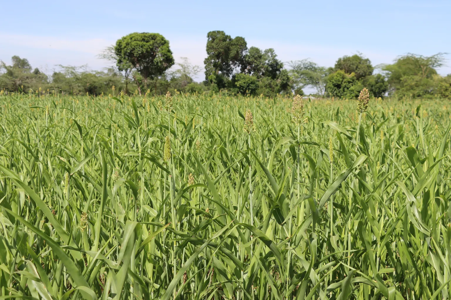 maize field