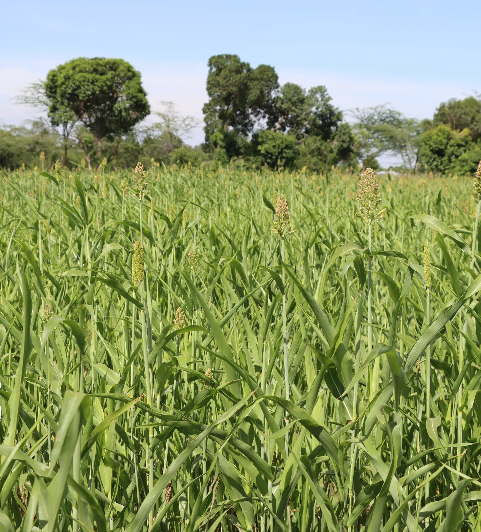 maize field