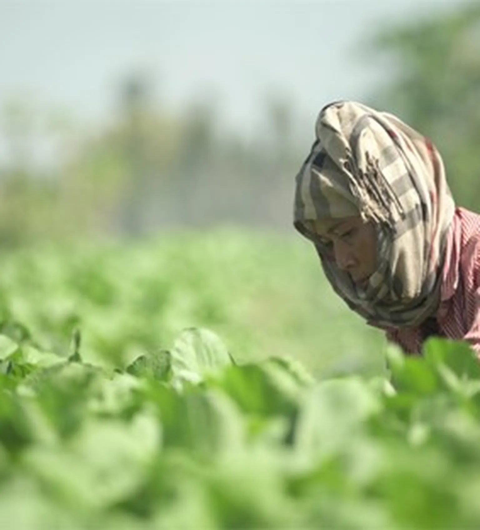 A woman working in a field