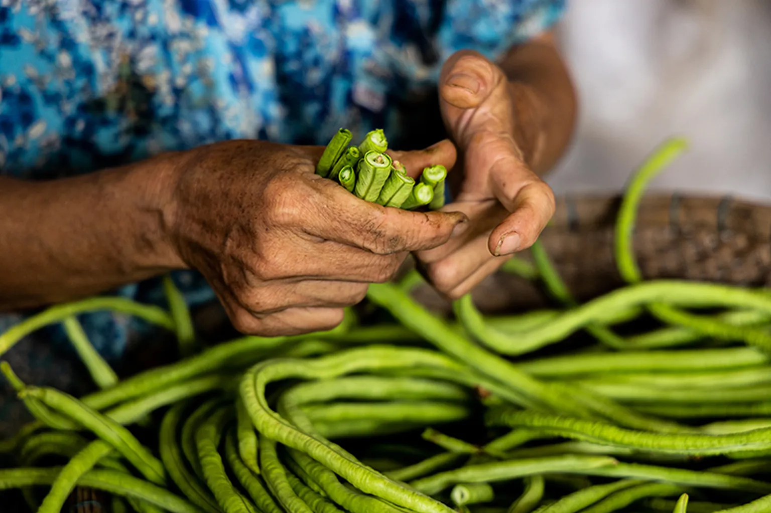 A photo of hands holding beans