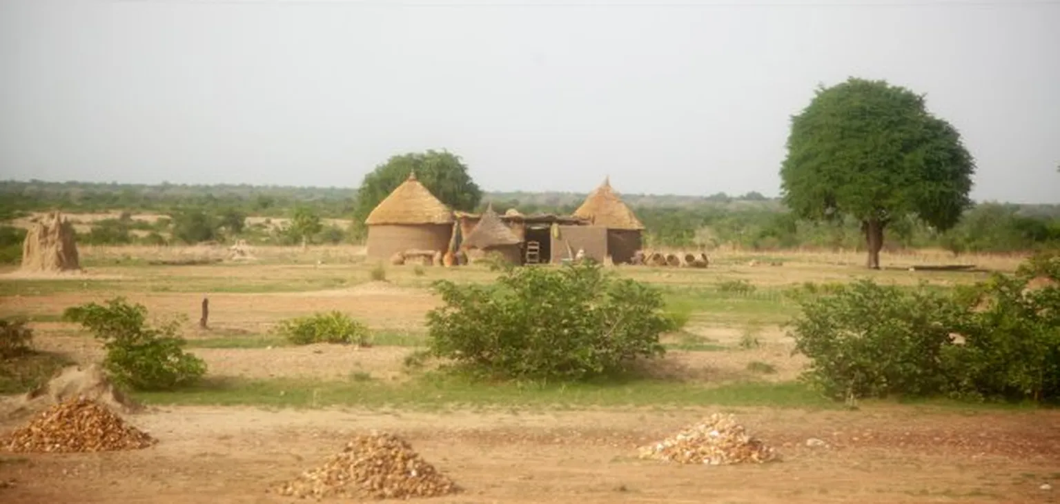 Cattle market