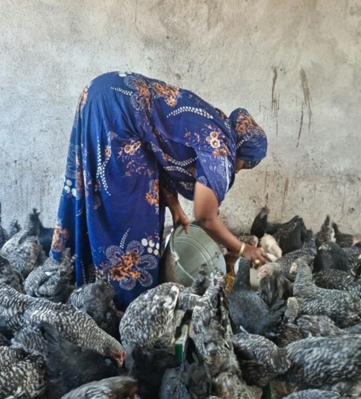 A woman feeds chickens