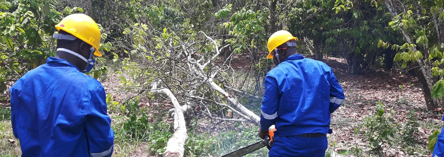 Cutting and rehabilitating aged cocoa trees in Nsowakrom