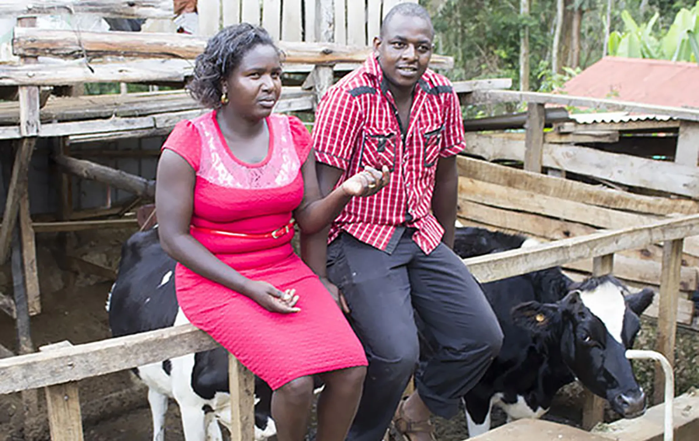 From white collar work to dairy farming