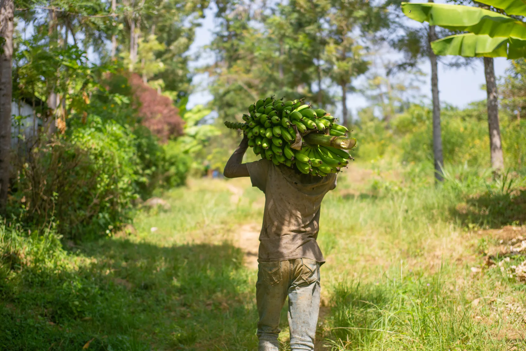 Man walking with bananas Kenya