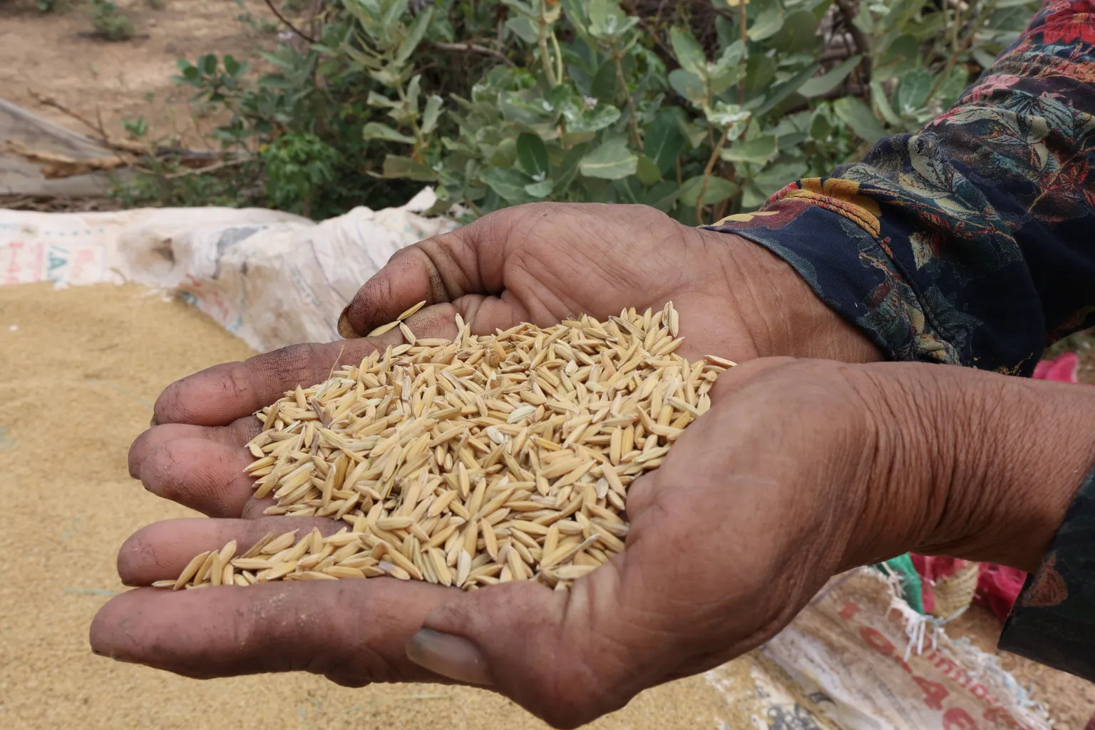 handful of rice