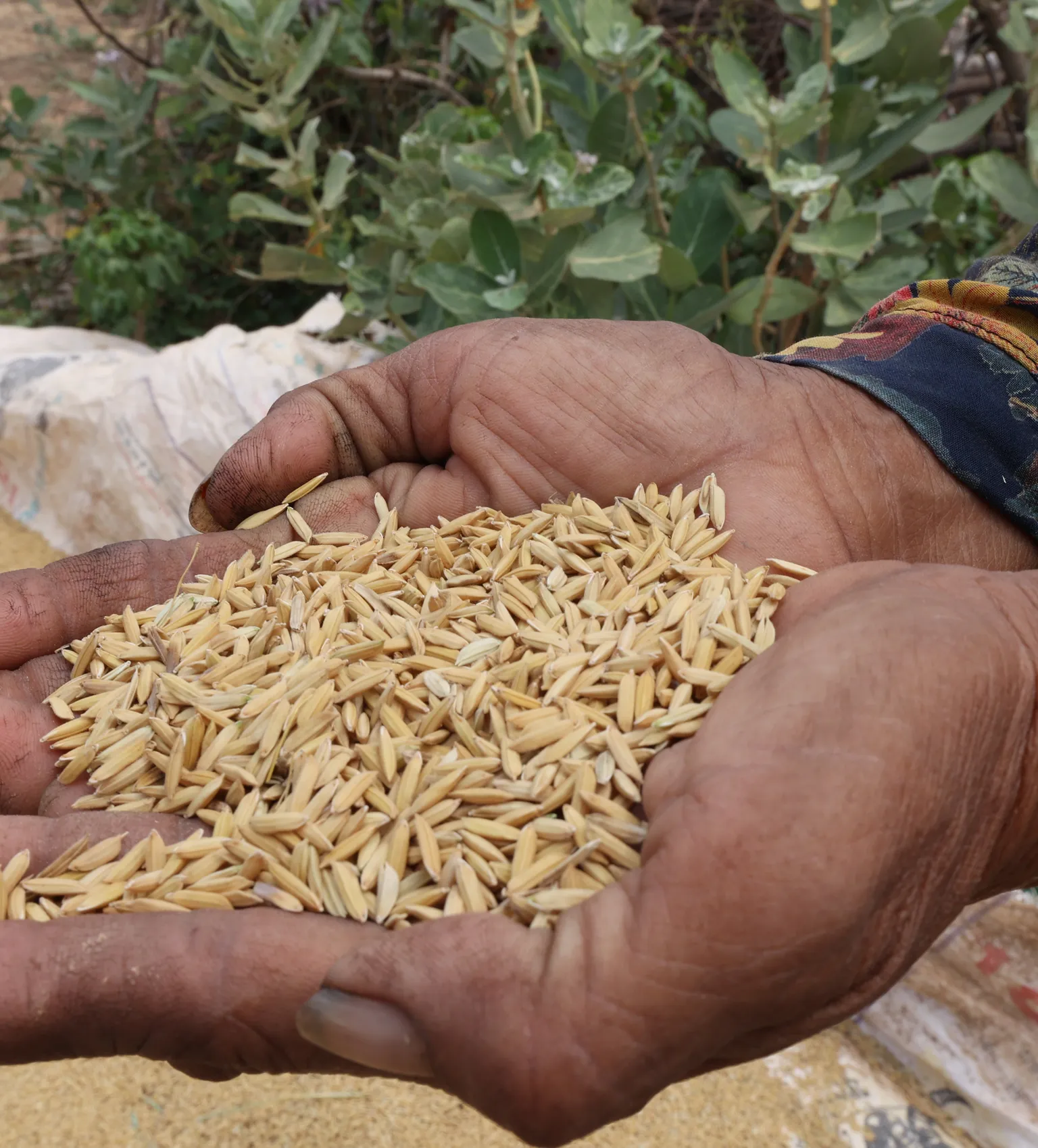 handful of rice