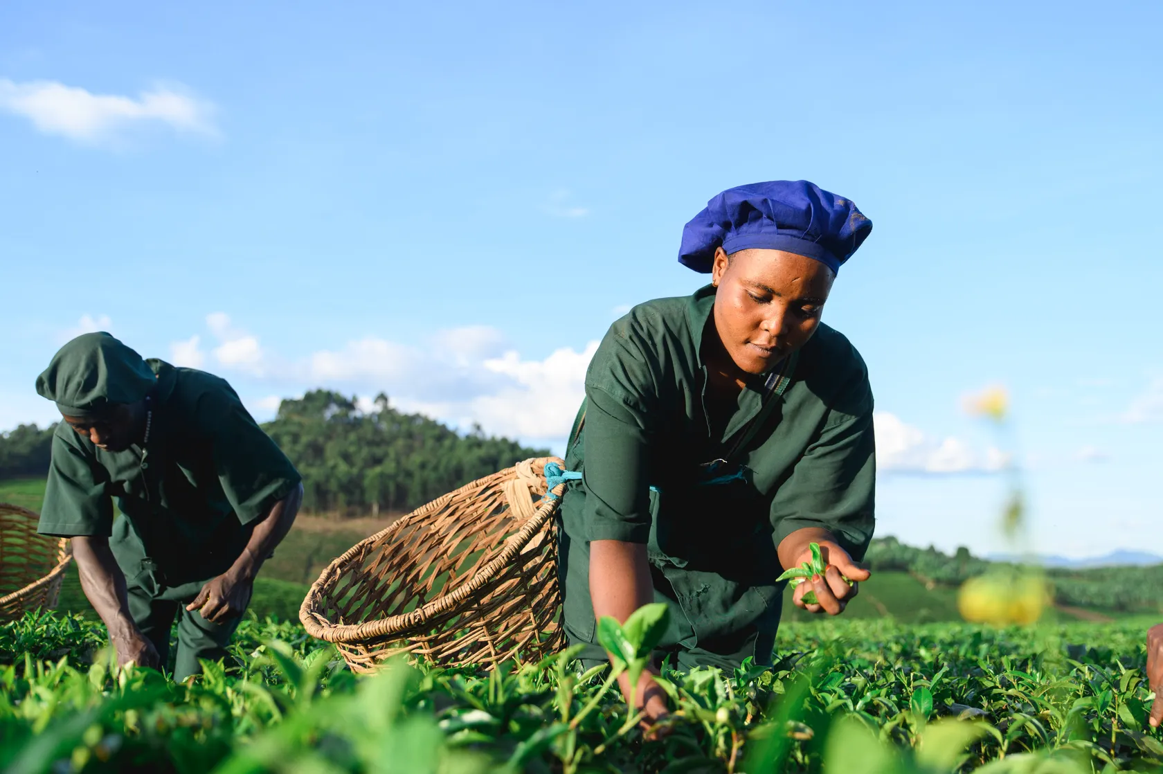 Farmers at Tea Company in Bushenyi- Agro Processing Uganda