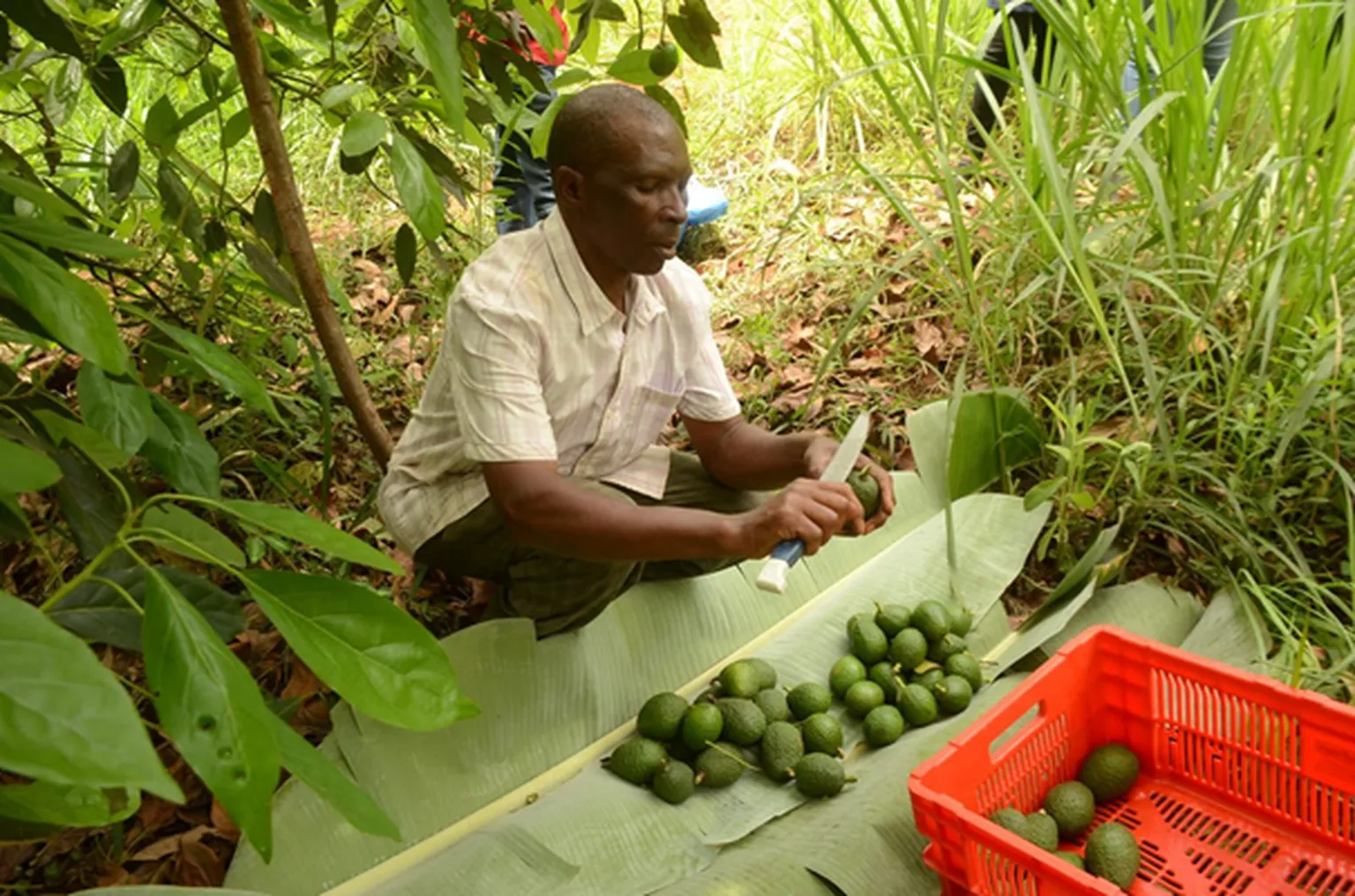 Picture of an avocado farmer 