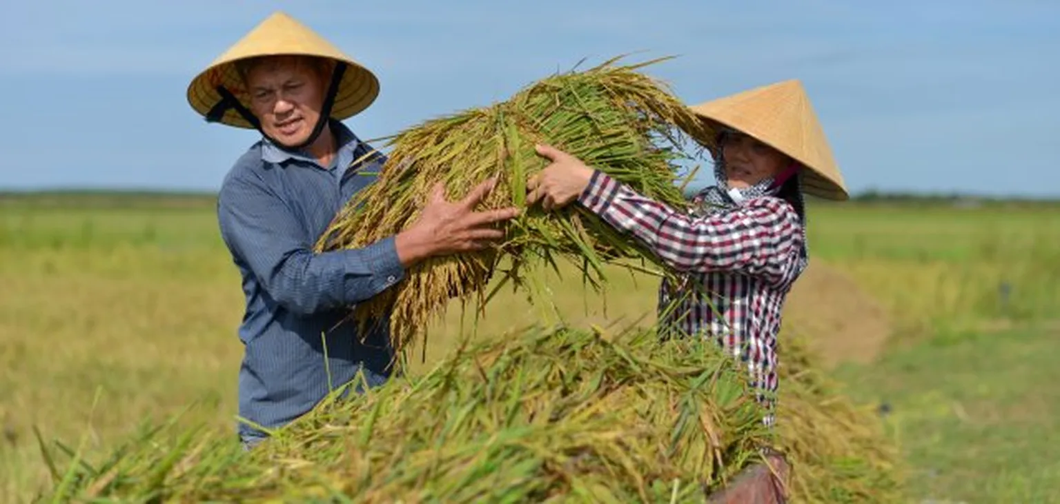 Farmers on field