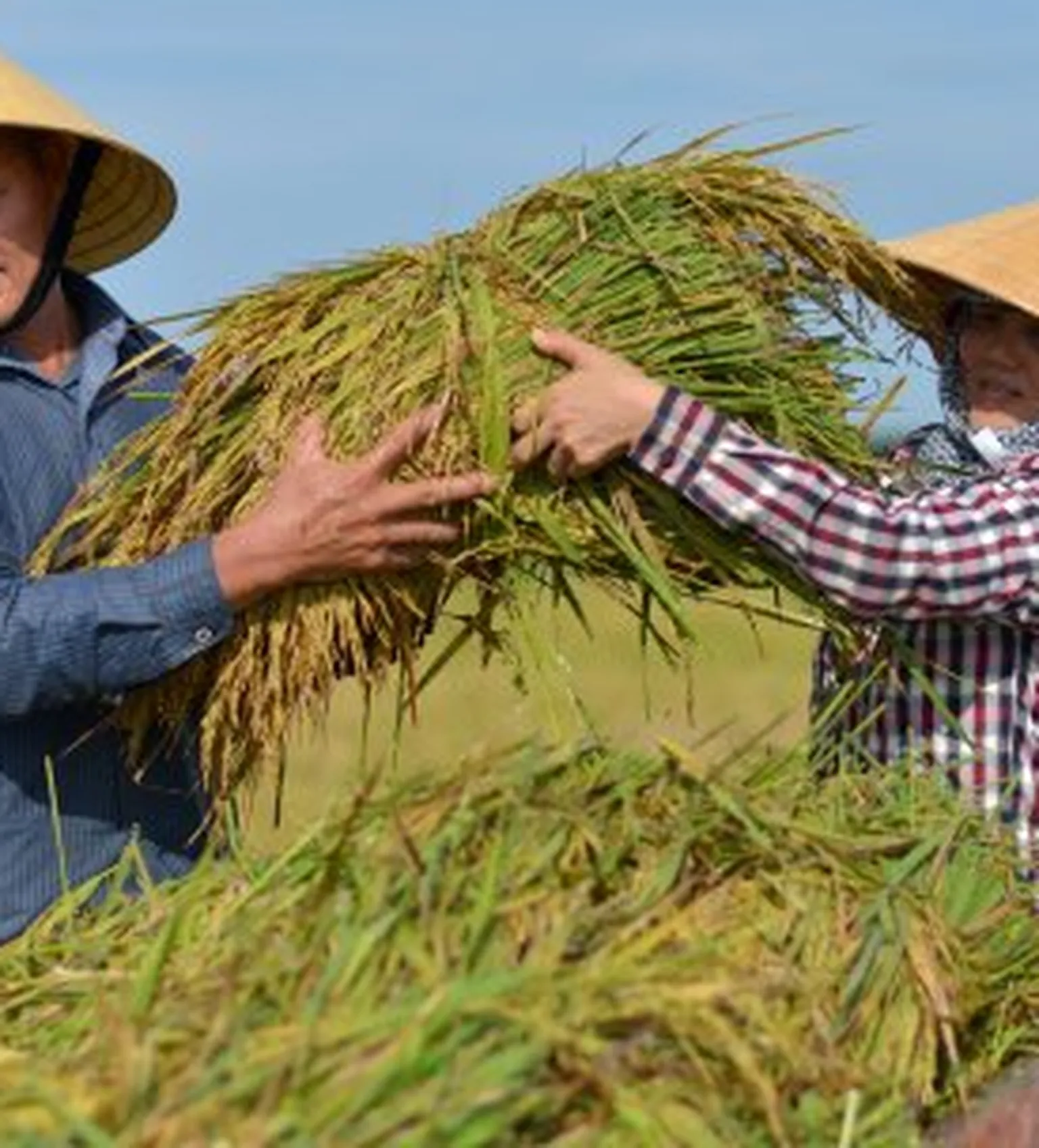 Farmers on field