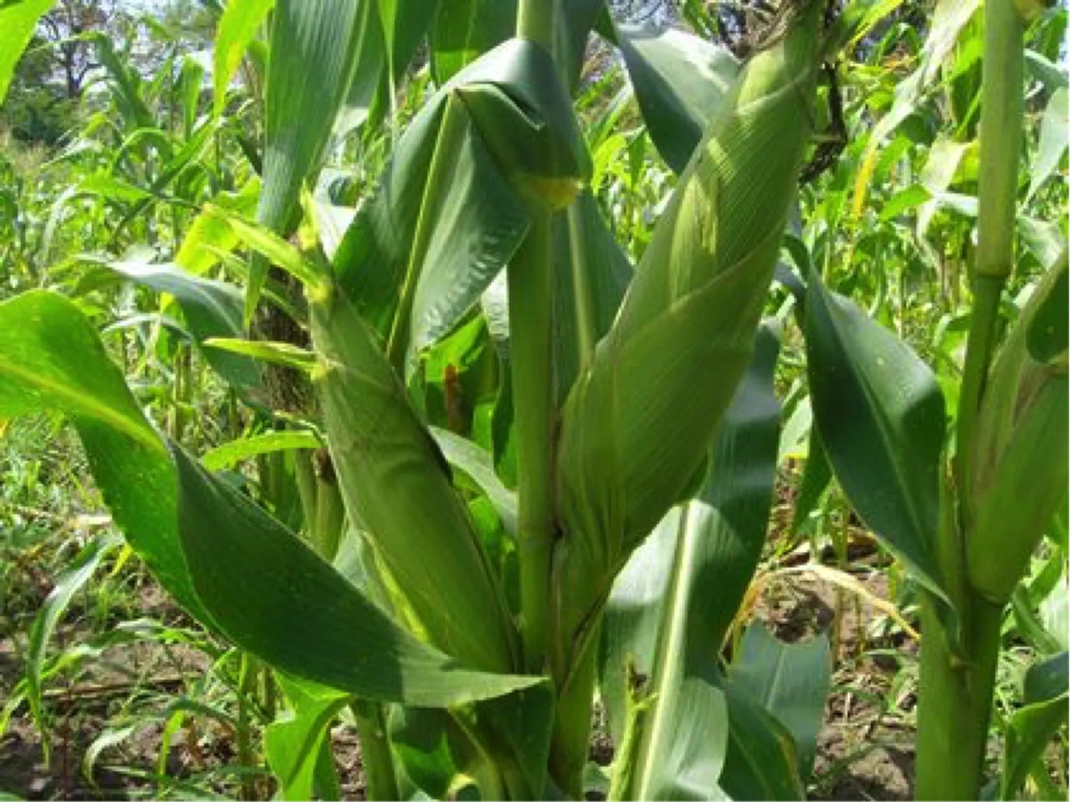 South Sudanese Farmers Ready for Contract Farming