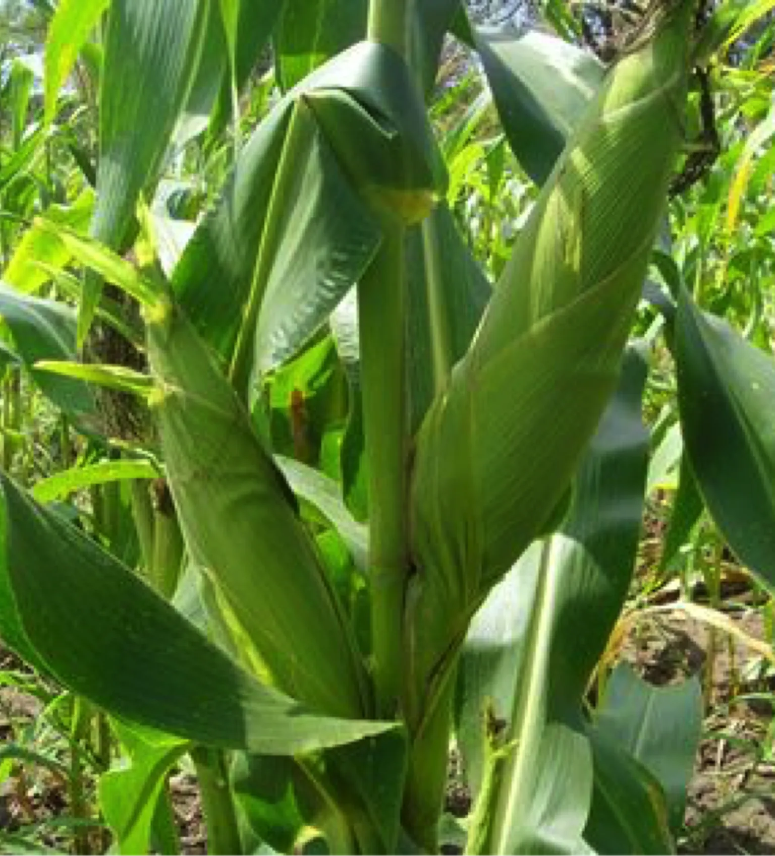 South Sudanese Farmers Ready for Contract Farming