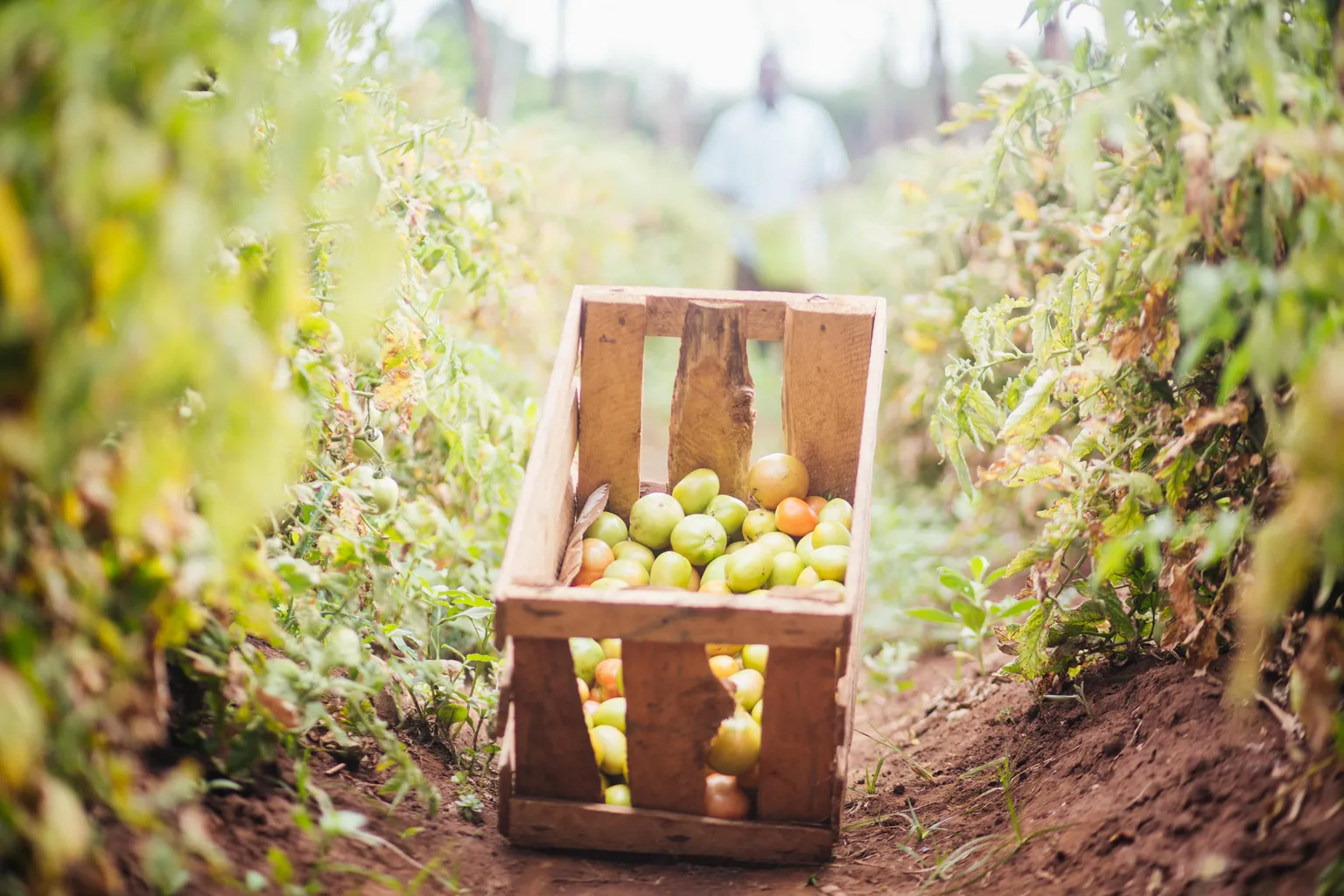Sounkalo is growing his horticulture business with the EJOM project