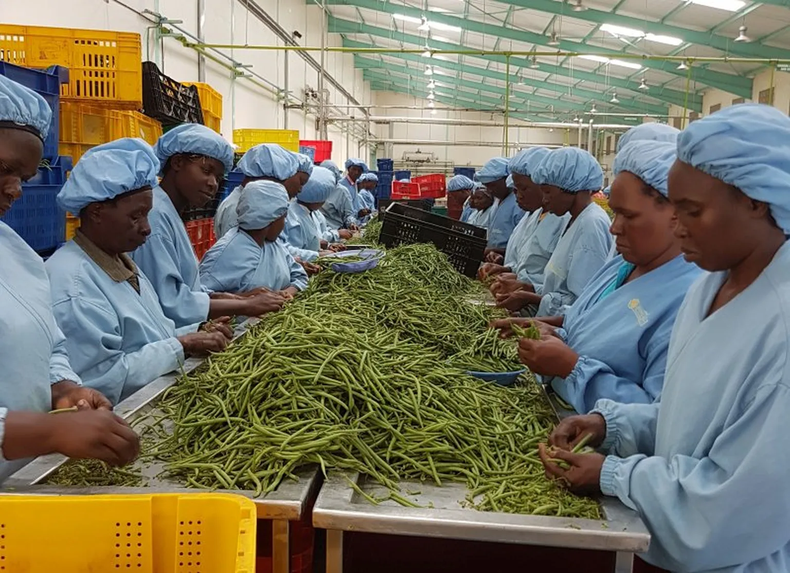 HortIMPACT supported Meru Greens to buy rejected beans.