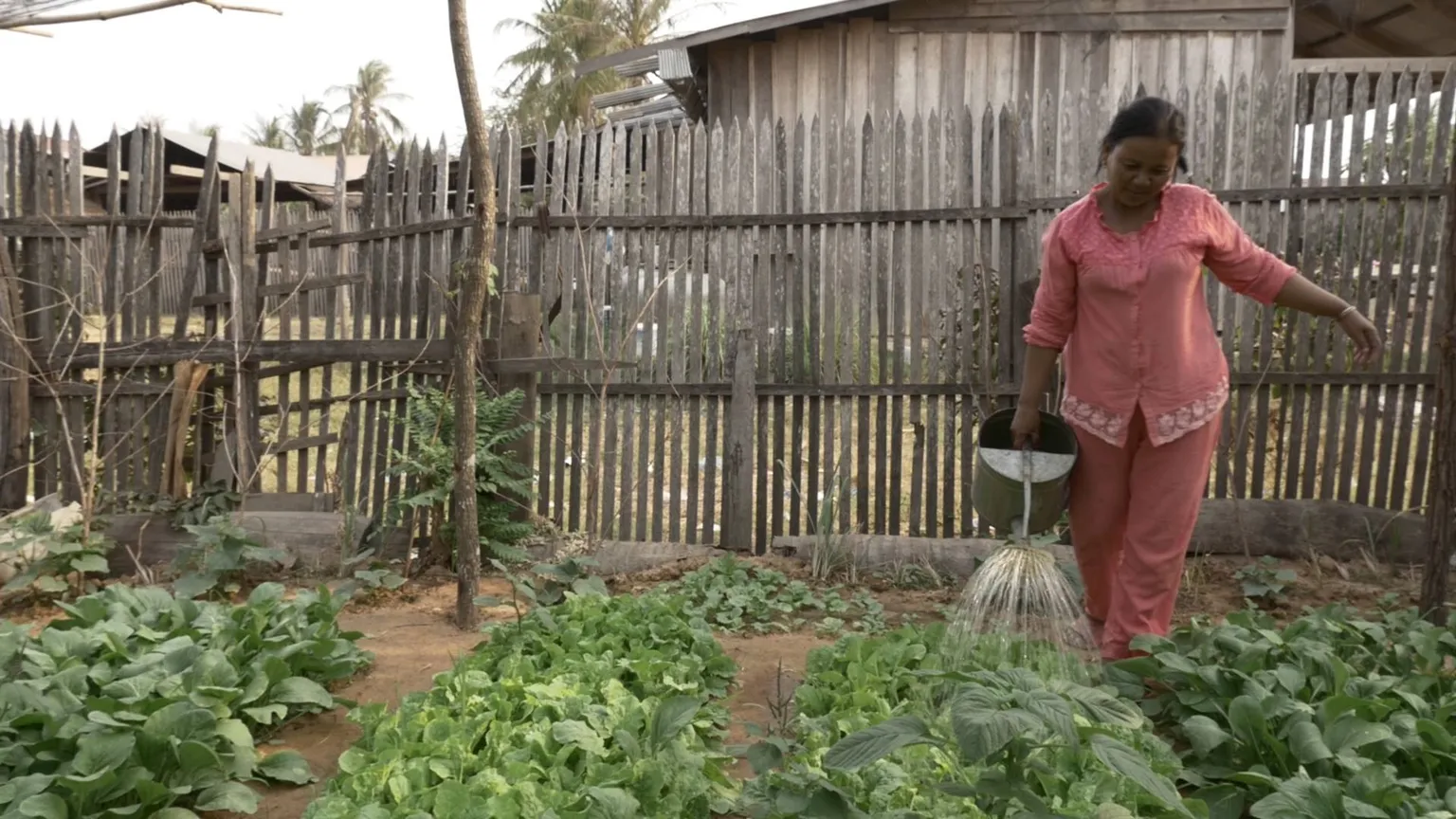 Biocontrol agents for sustainable Cambodian agriculture