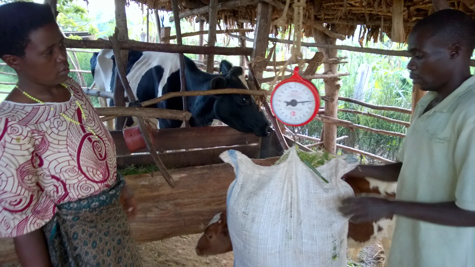 Improving dairy productivity through the establishment of Practical Dairy Training Farms