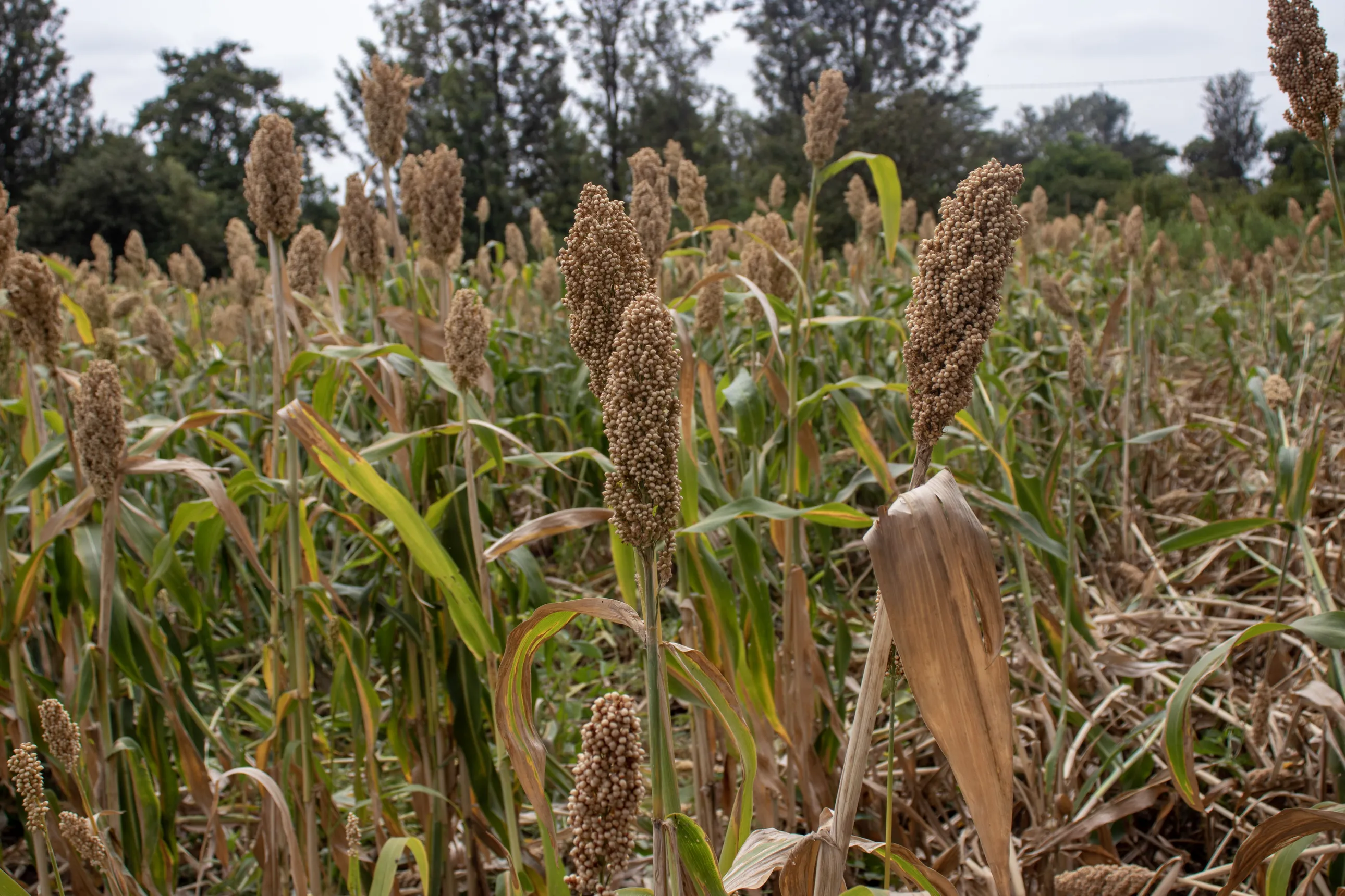 sorghum