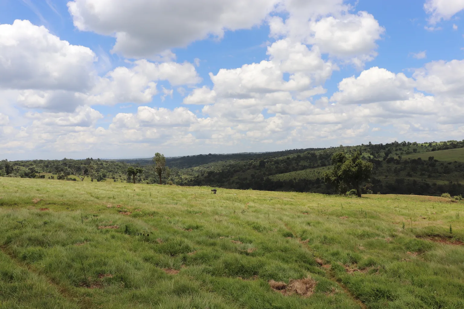 A section of the Mau Forest complex