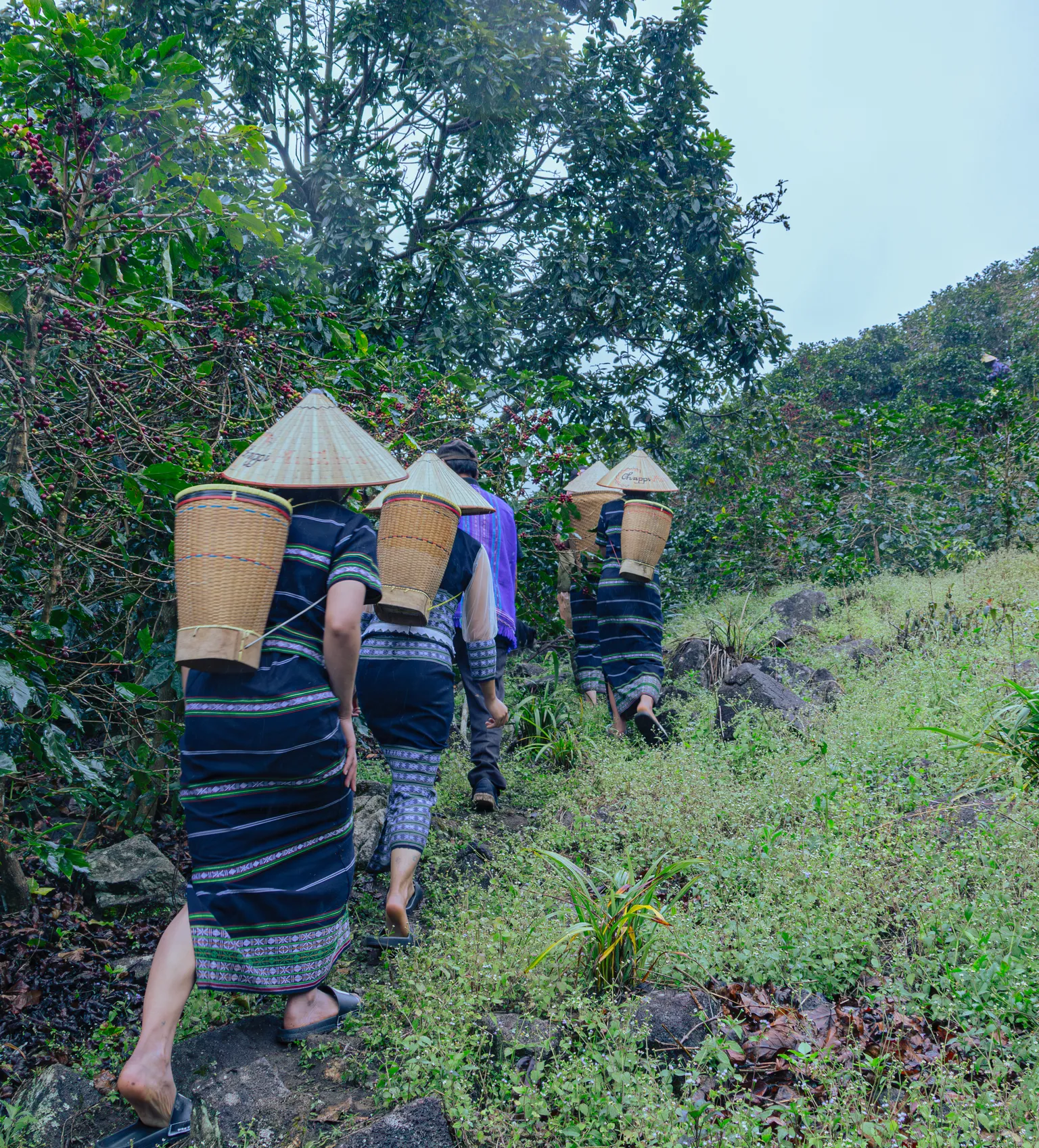 A young K’Ho women working on a coffee farm