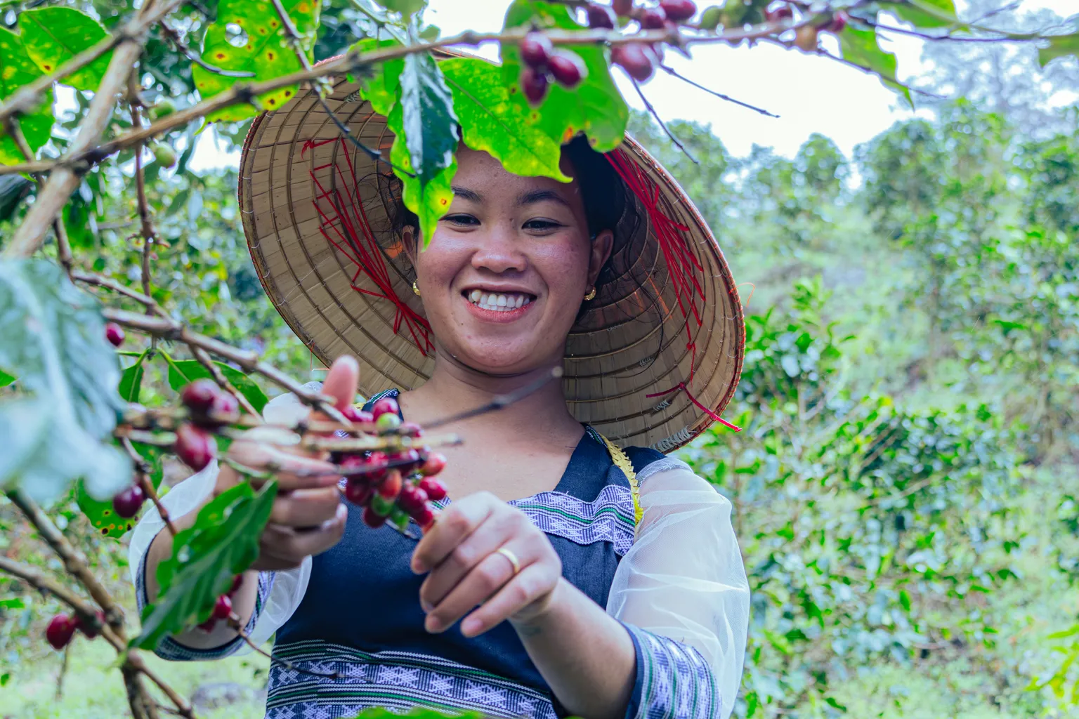 Woman in coffee farm in Vietnam