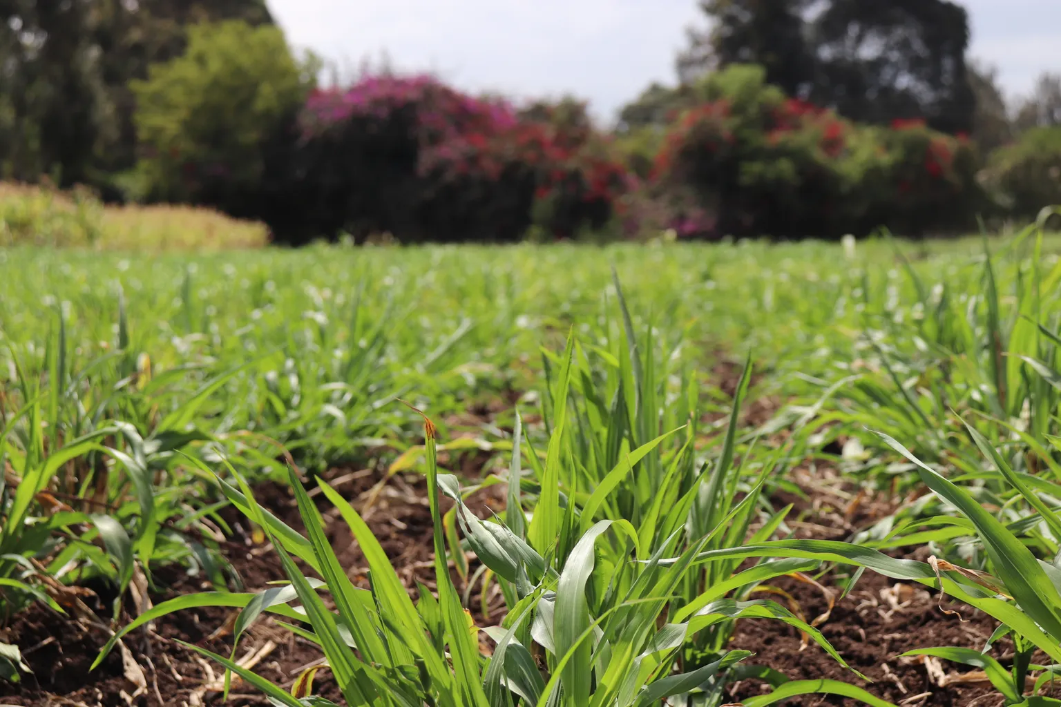 Landscape photo of grass in Kenya