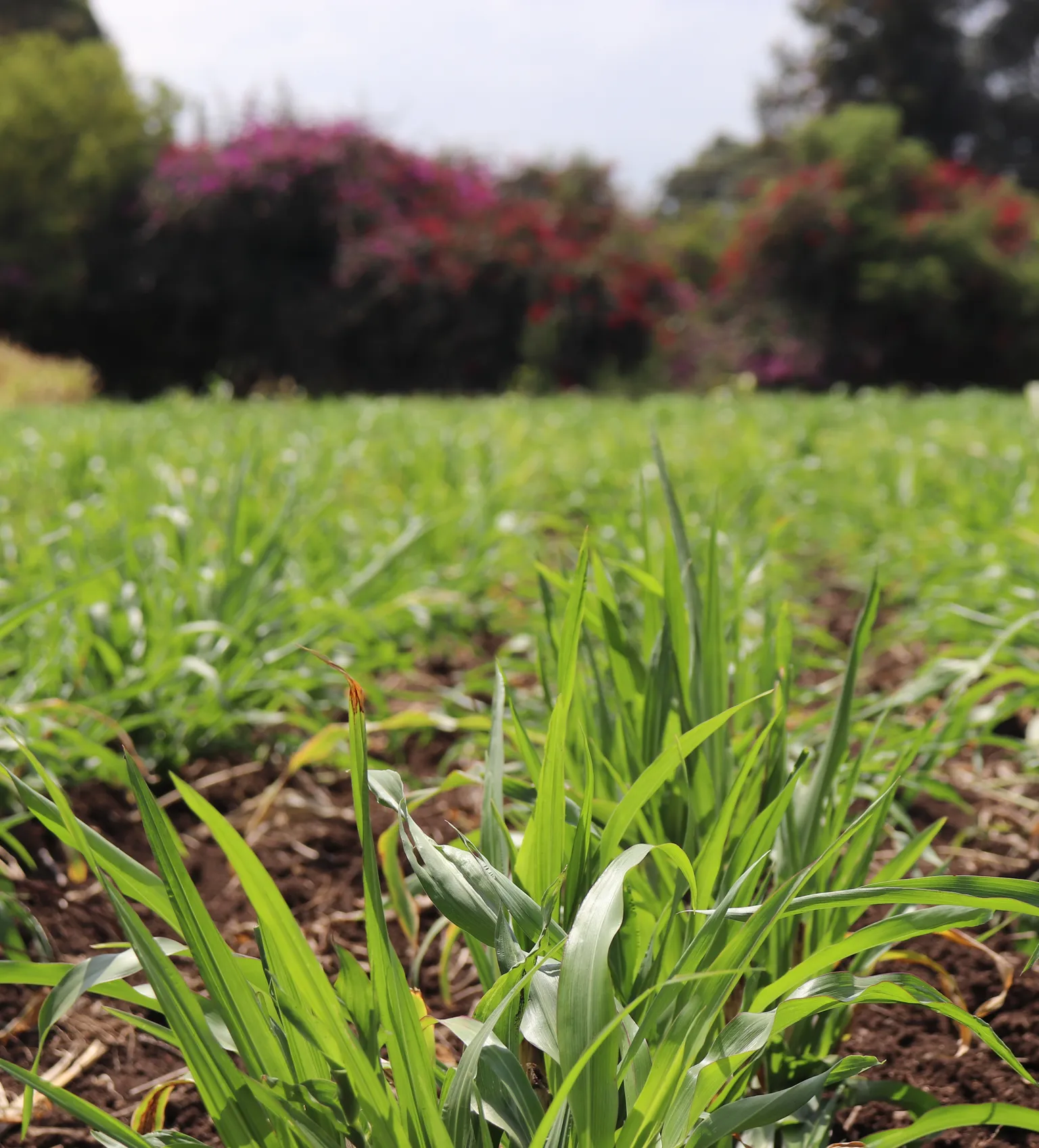 Landscape photo of grass in Kenya