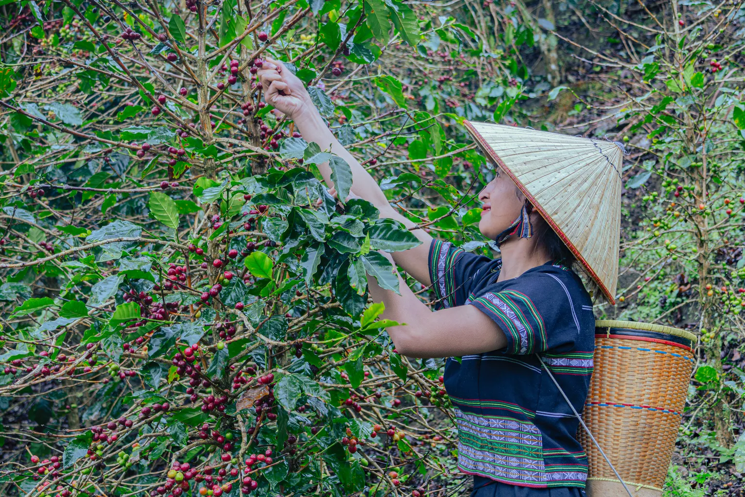 Lady coffee farmer