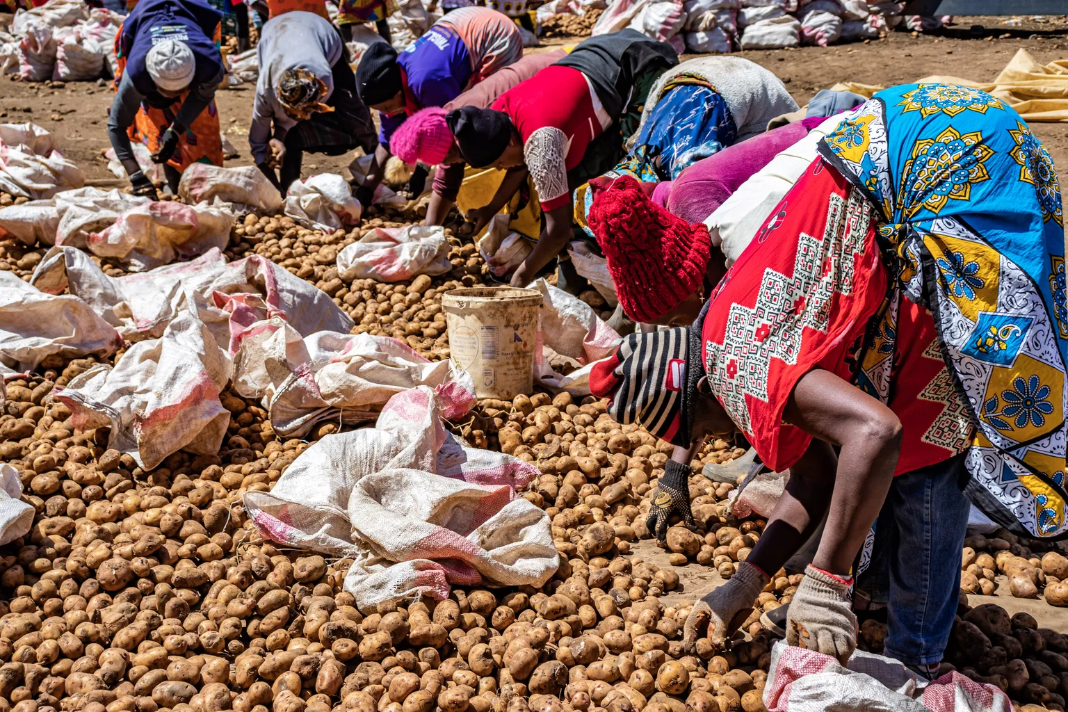 Kenyan women farmers packaging potatoes