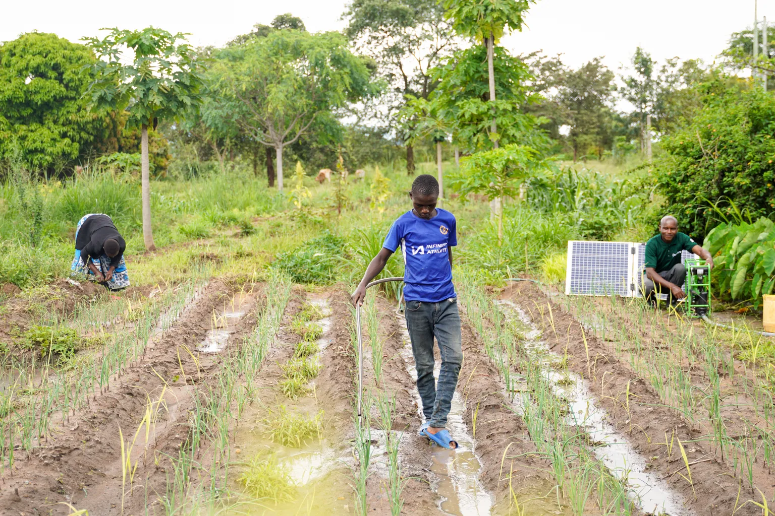 Three individuals working in a field with crops. One person is walking between rows of planted crops, another is bent over, possibly weeding or planting, and a third person is seated beside a solar panel setup. The scene includes elements of manual agricultural work and renewable energy technology.