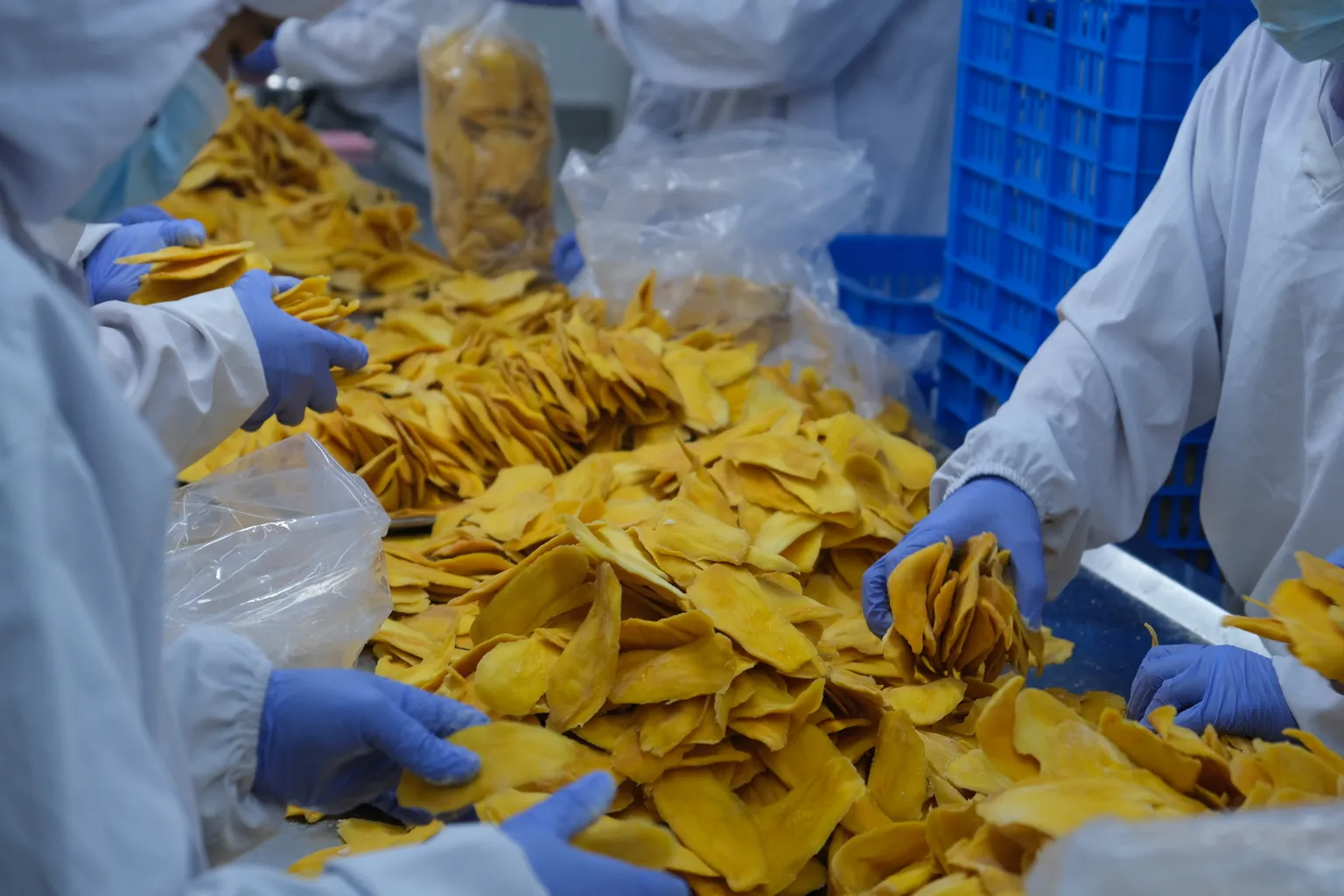 Dried mango procesing in Cambodia