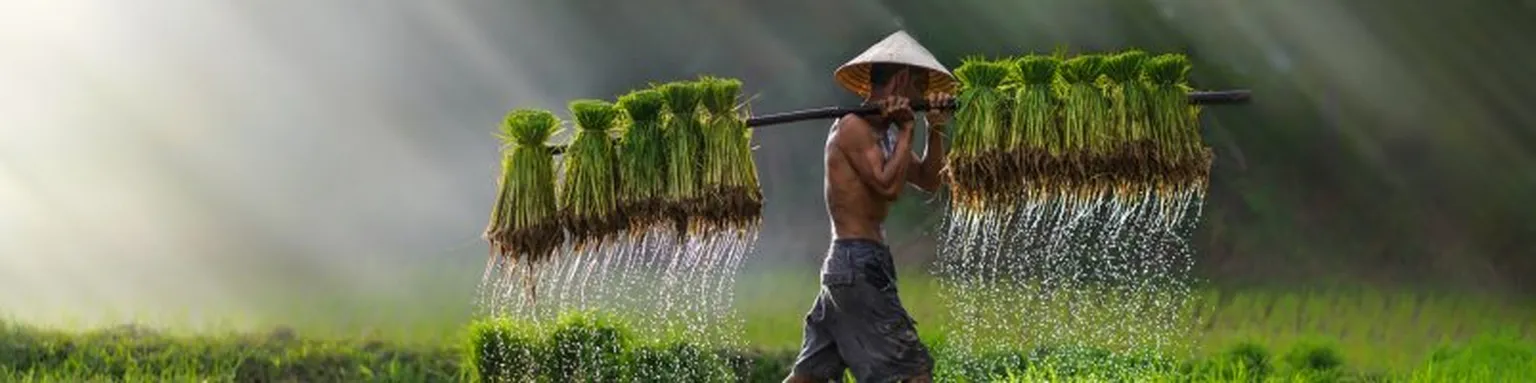 Guy working in field