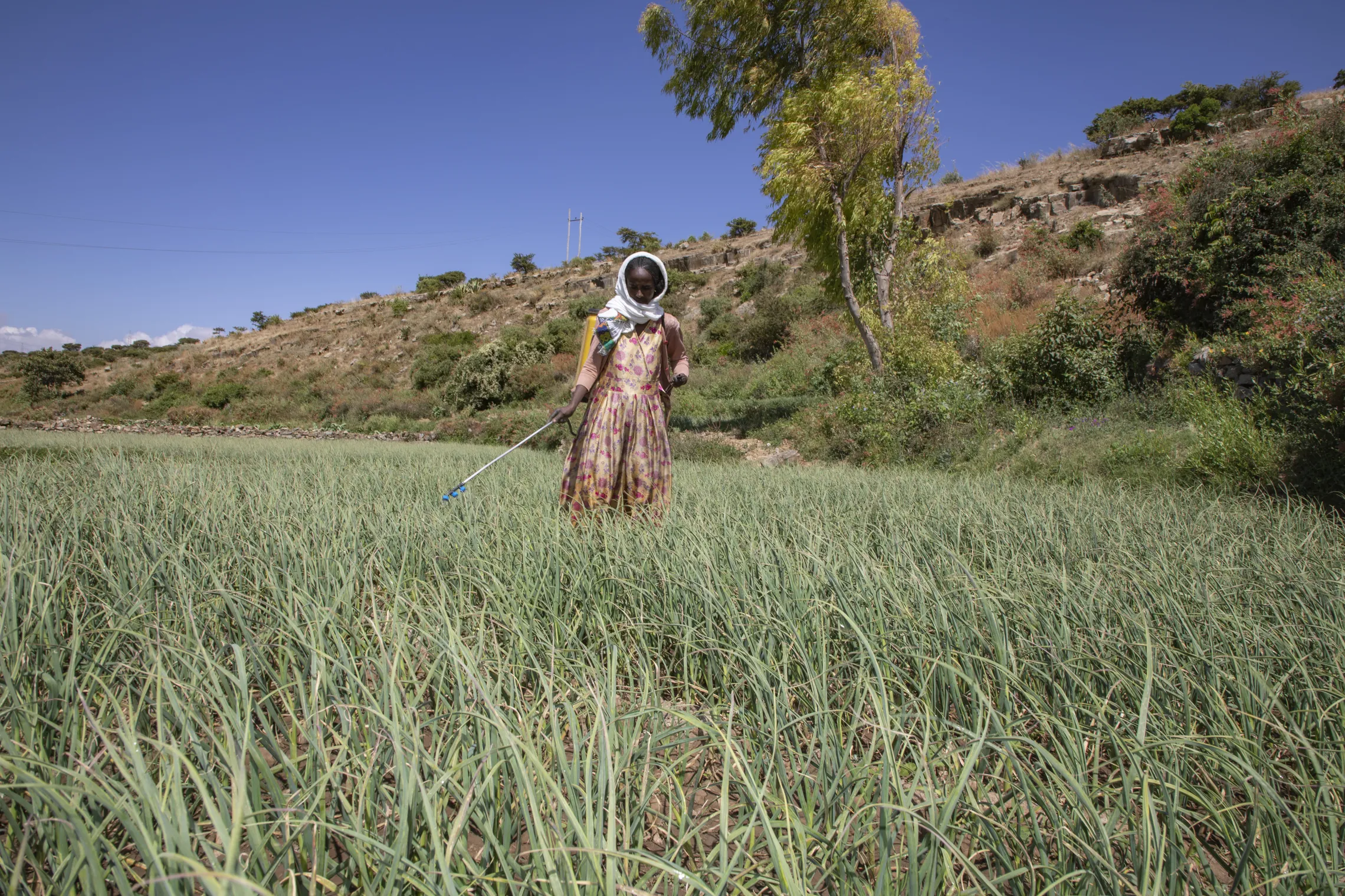 A female farmer in Ethiopia