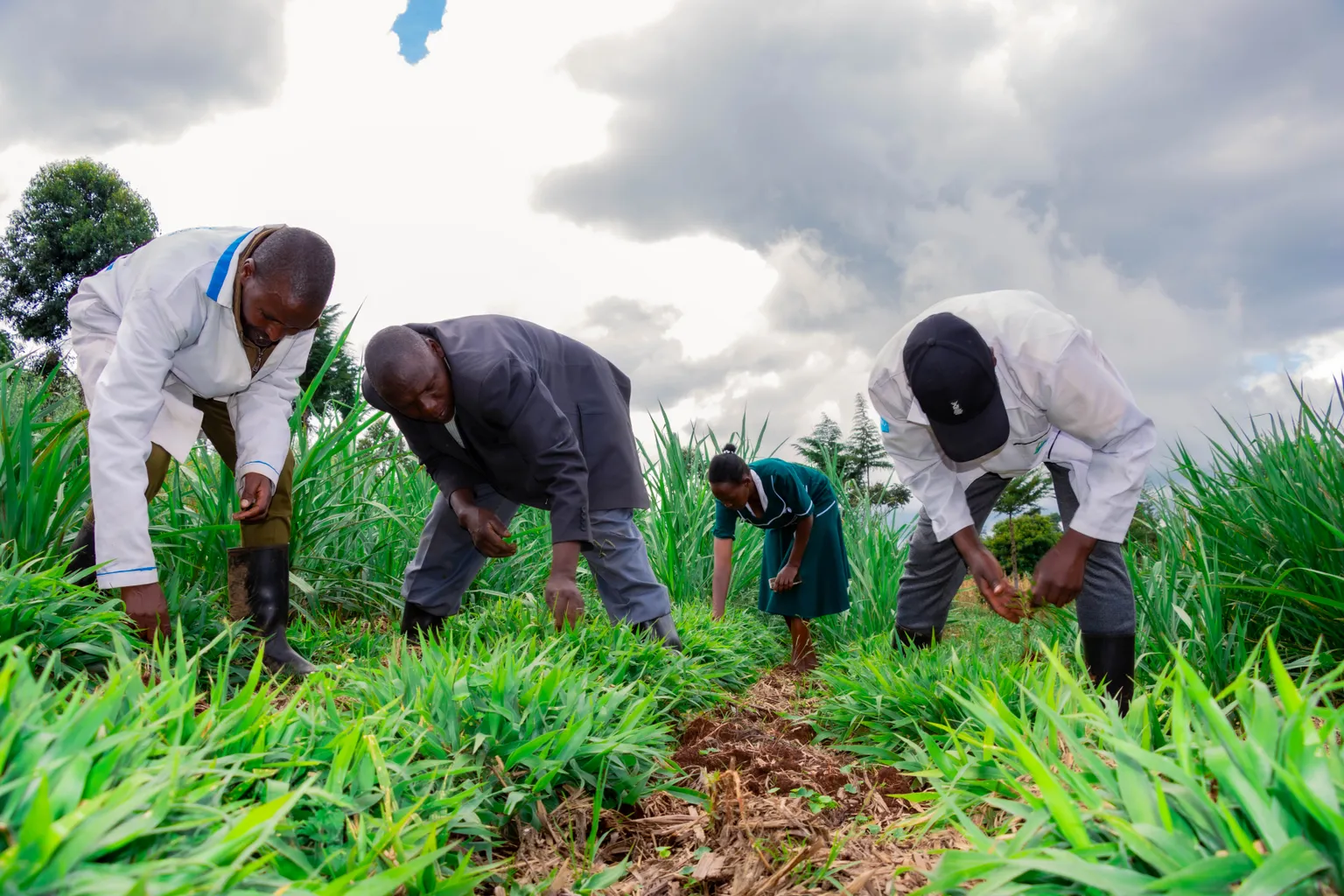 Benard Kipkorir Bett and members of Chemare Farmer Cooperative in the cooperative's demo farm