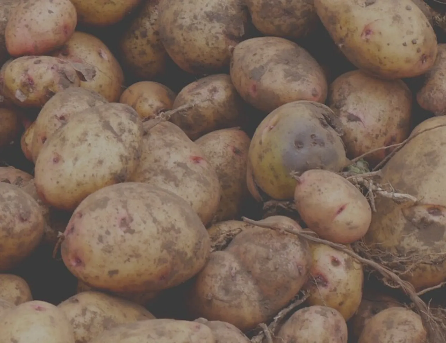 Potatoes