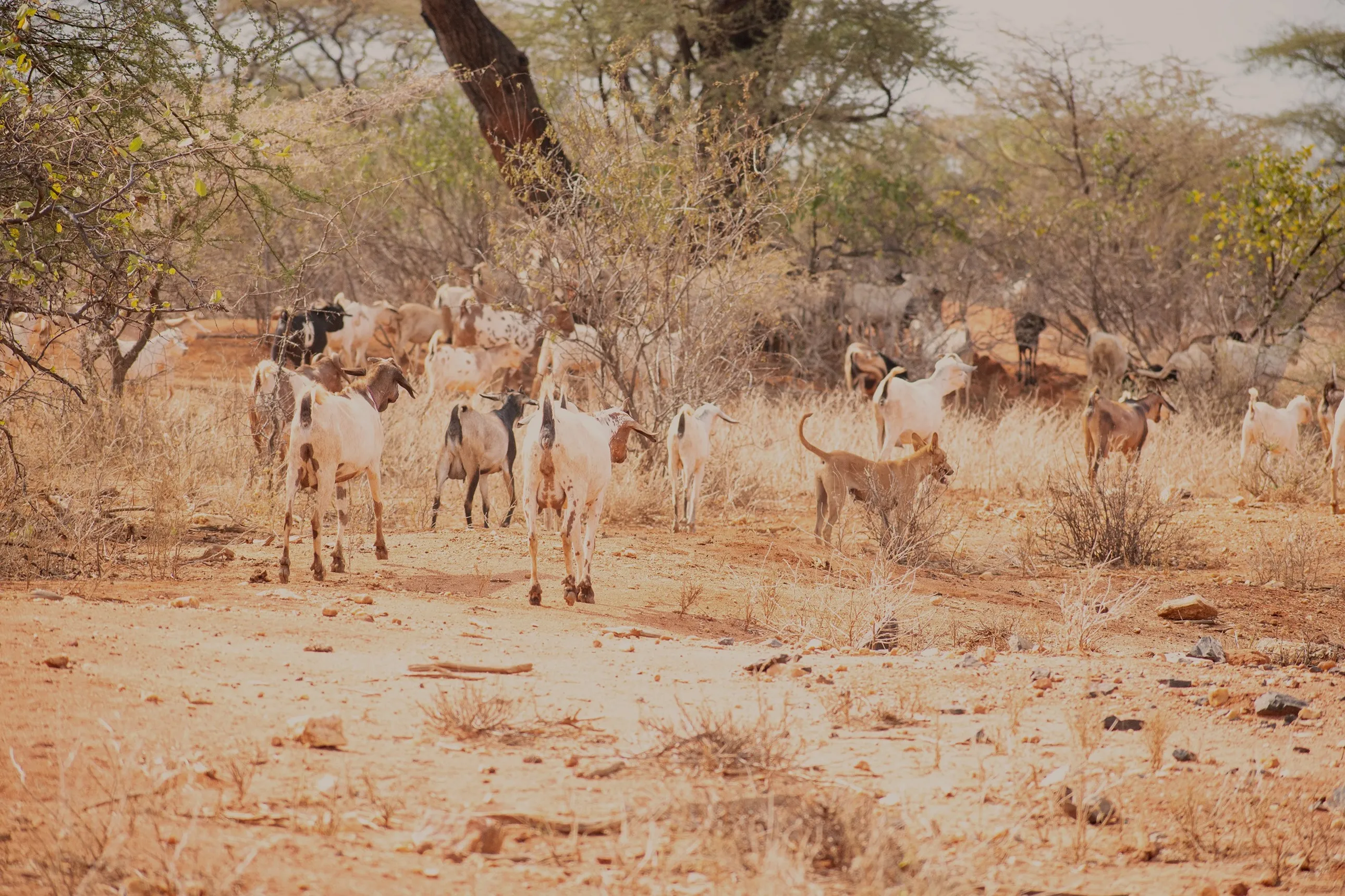 Livestock at the Northern Marsabit county in Kenya