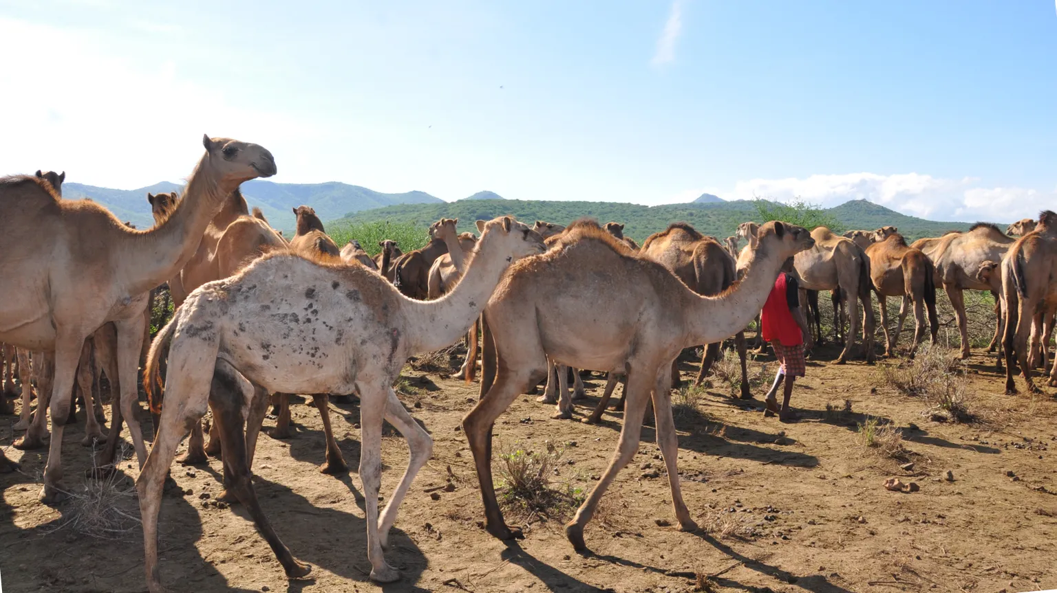 New Health Hype in Kenya: Camelccino