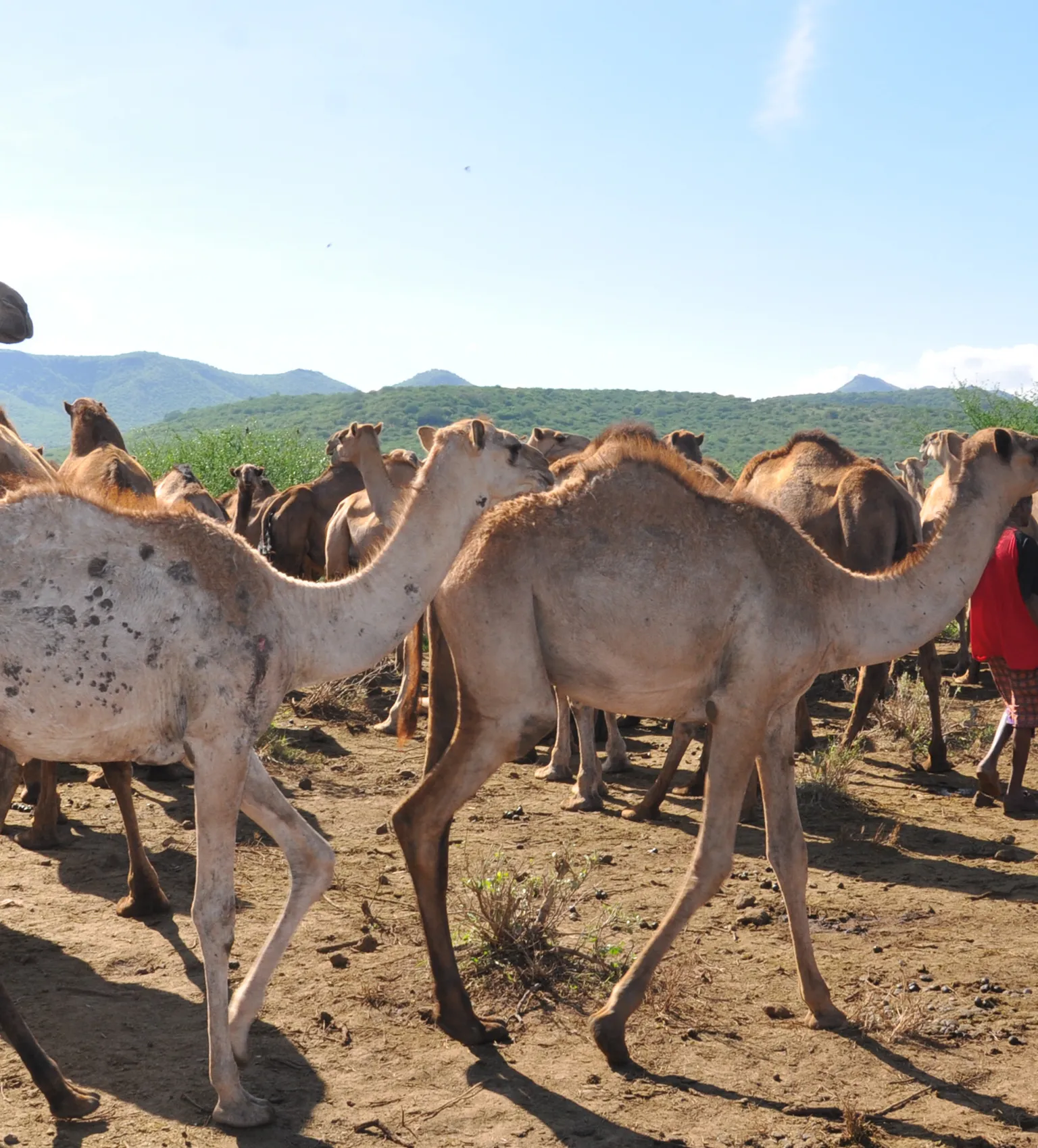 New Health Hype in Kenya: Camelccino