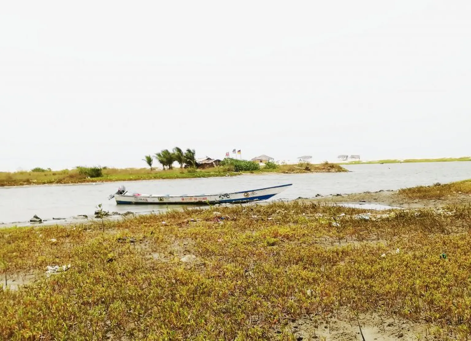 Mangroves are planted close to the coastline where oyster spawning takes place