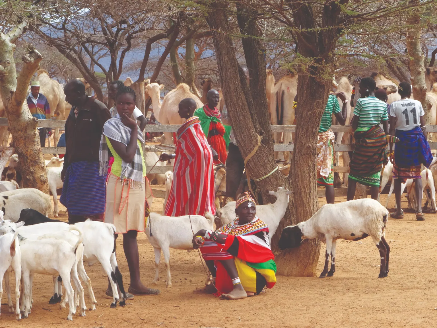 Paper: Increasing African drylands pastoralists' resilience to climate change